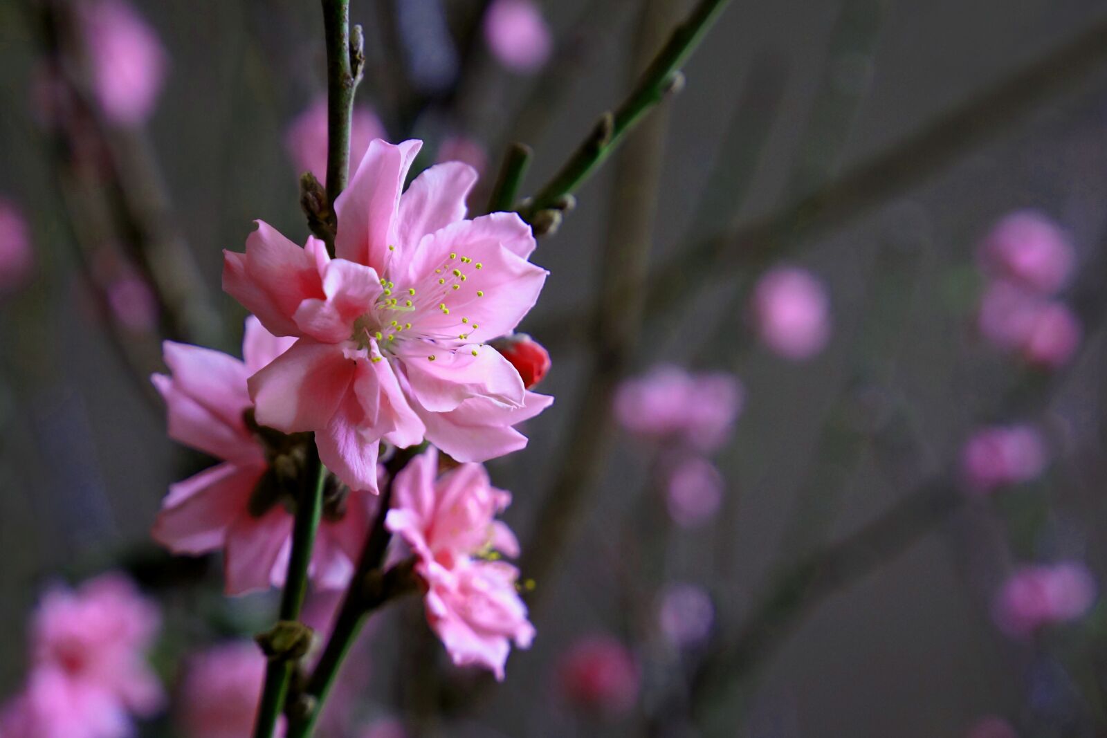 Sony Alpha NEX-F3 + Sony E 18-55mm F3.5-5.6 OSS sample photo. Cherry flowers, peach, spring photography