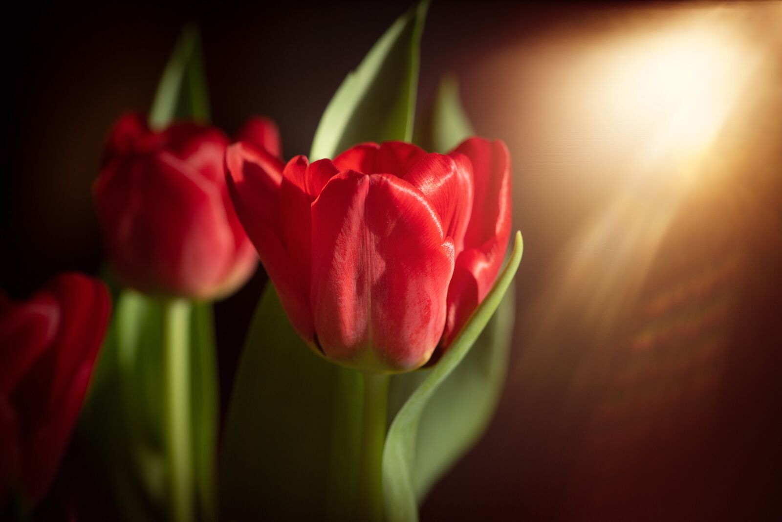 Nikon D750 sample photo. Tulips, red, red tulips photography