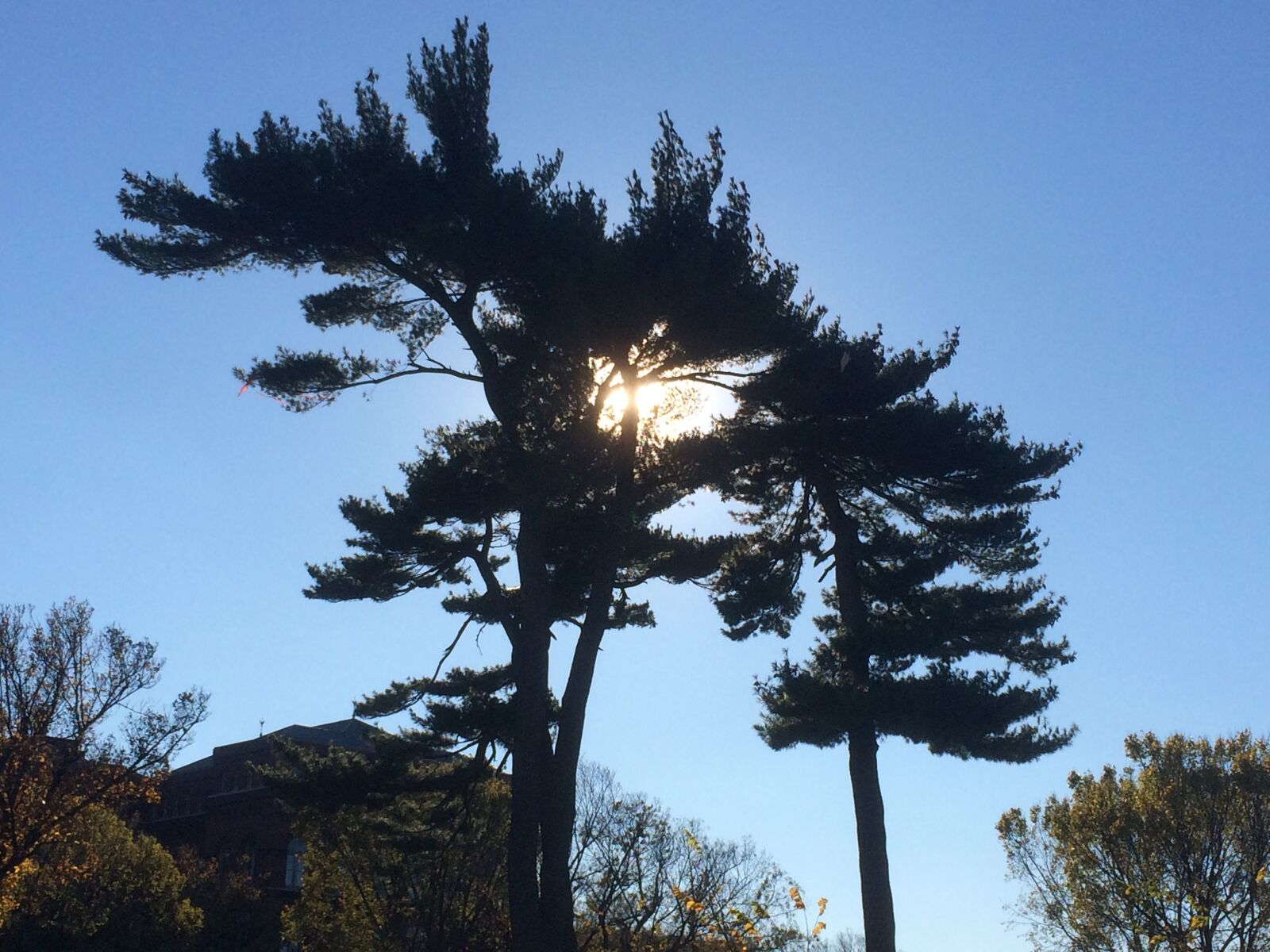 iPhone 5s back camera 4.15mm f/2.2 sample photo. Tree, nature, mexico city photography