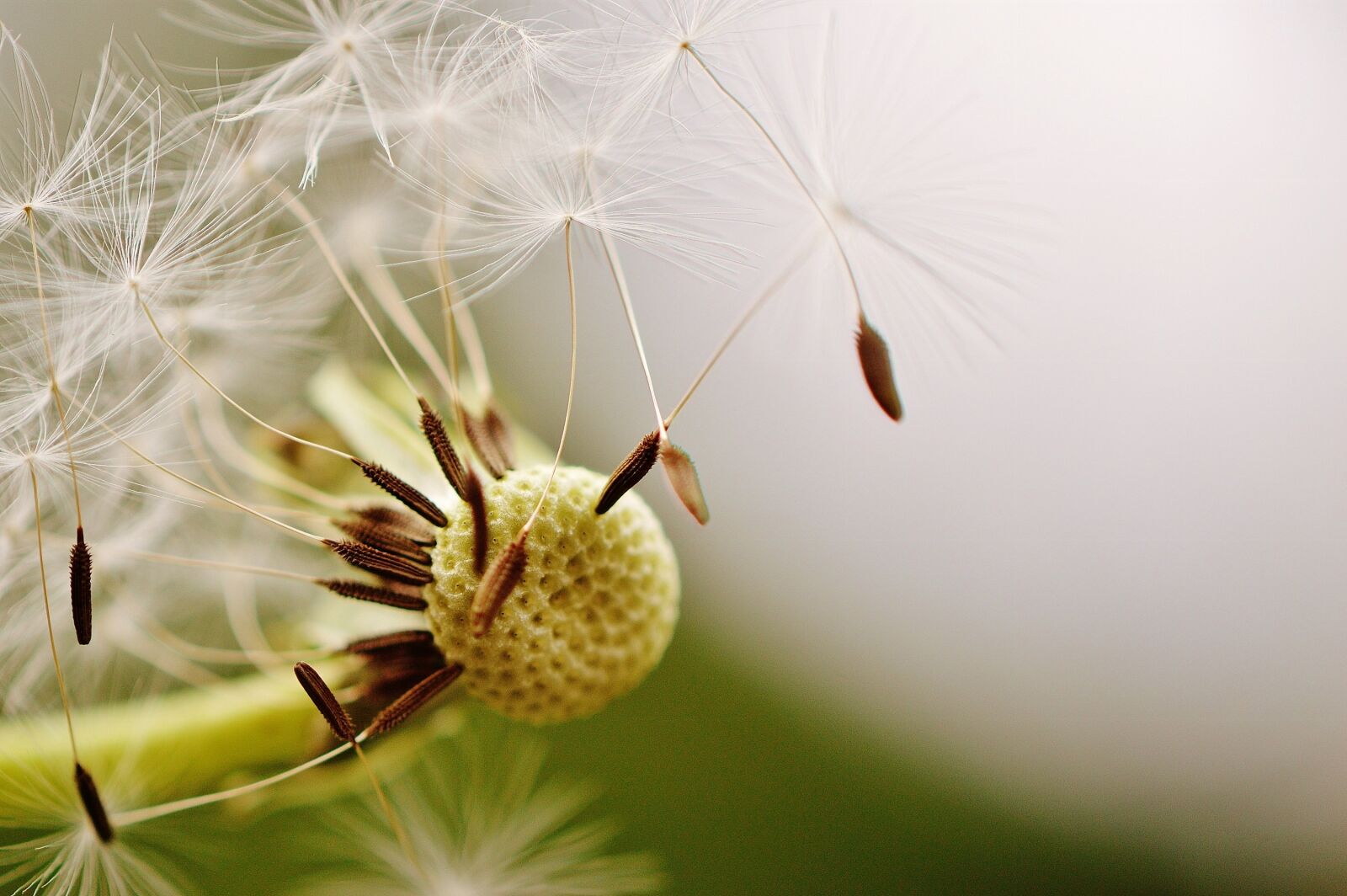 Nikon D3200 sample photo. Dandelion, plant, nature photography