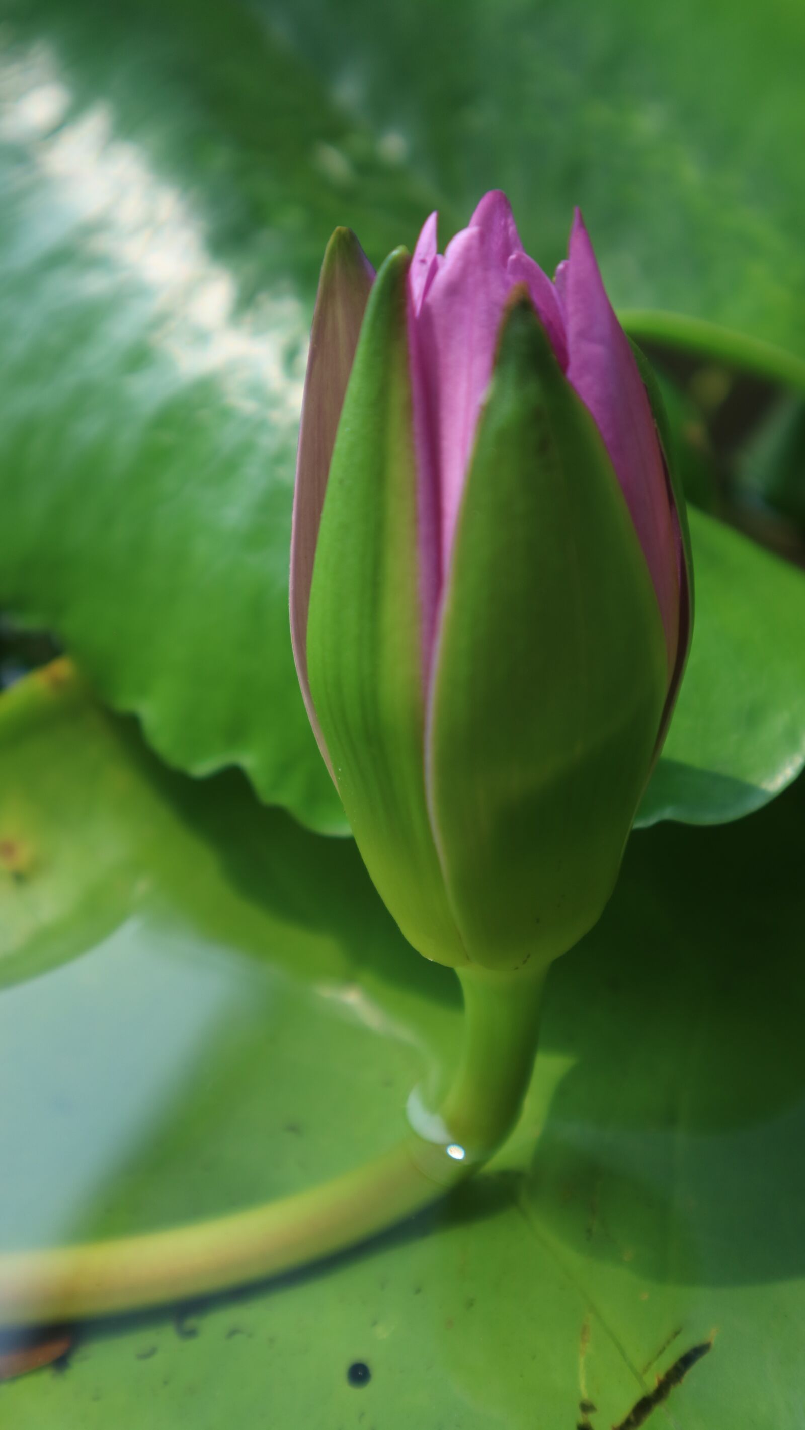Canon EOS M3 sample photo. Water lily, pink, bloom photography
