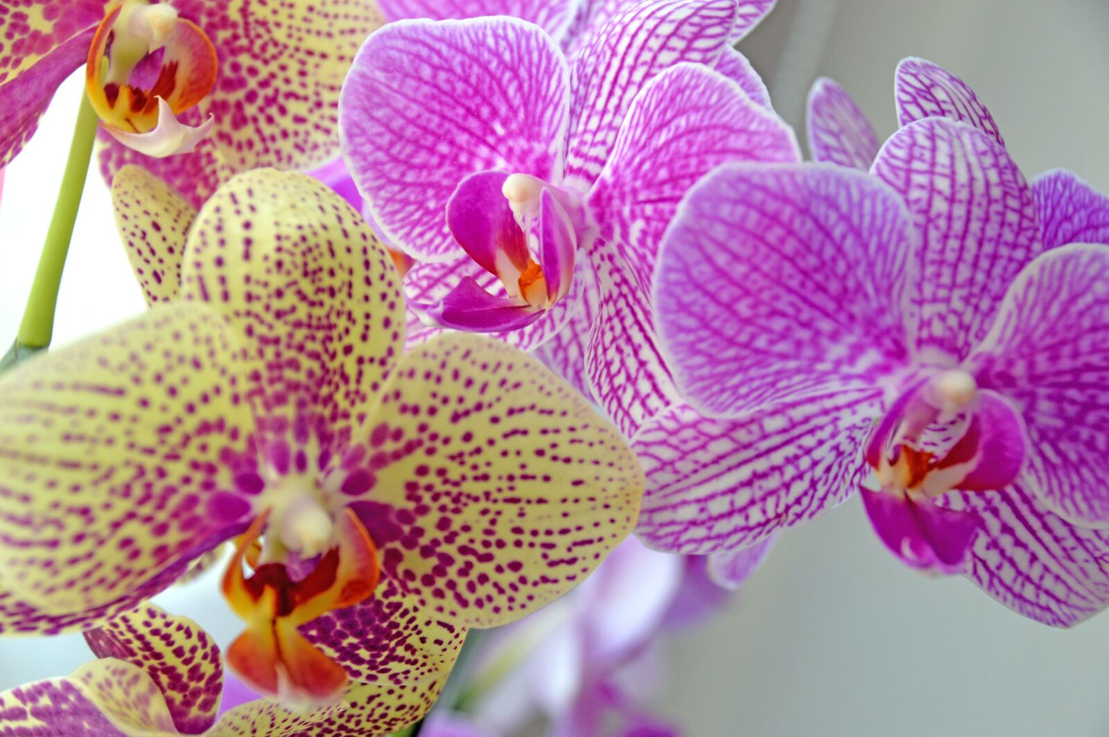 Nikon D3200 sample photo. Orchidee, flower, blossom photography