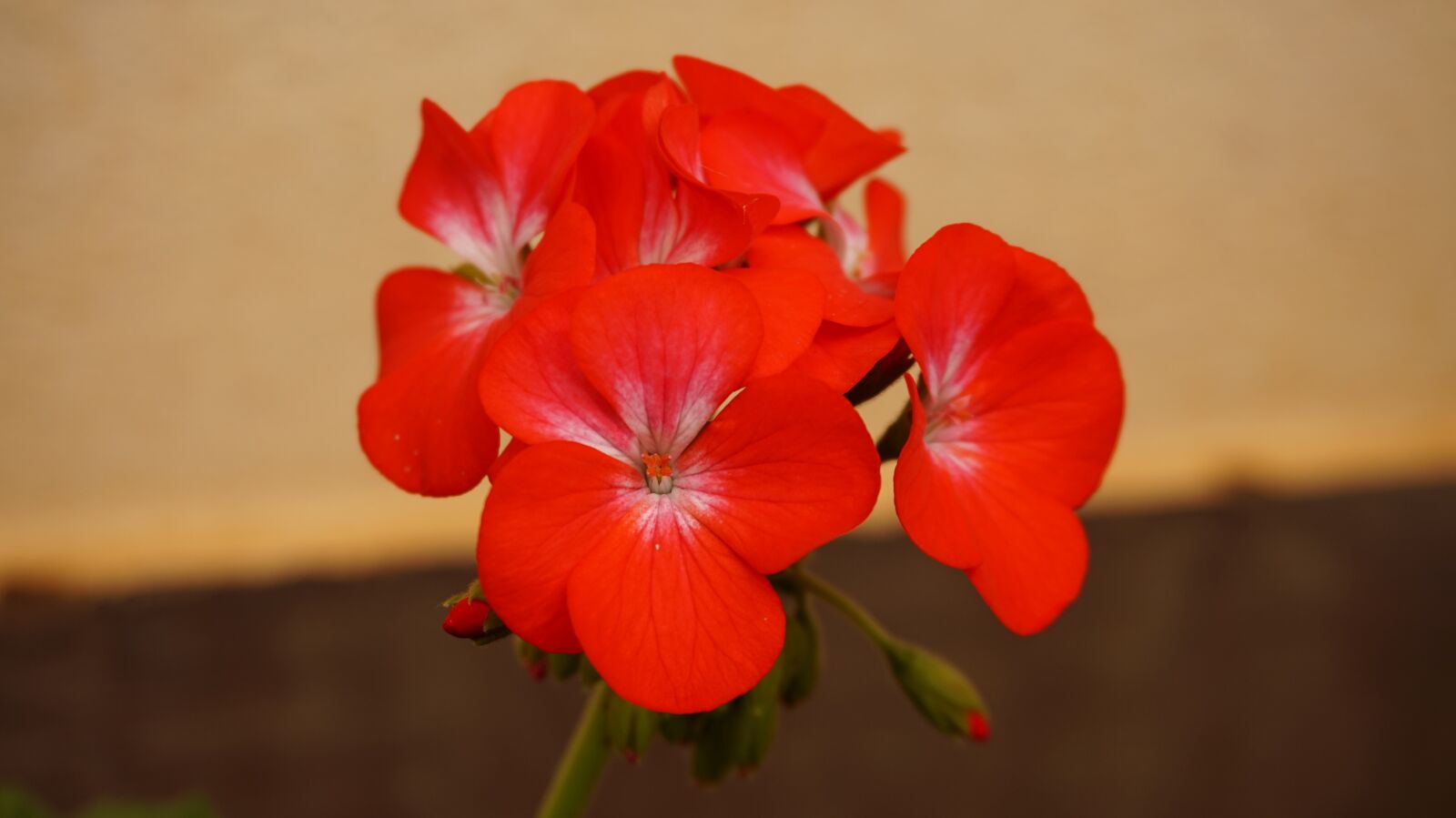 Sony Alpha a5000 (ILCE 5000) sample photo. Flower, red, garden photography