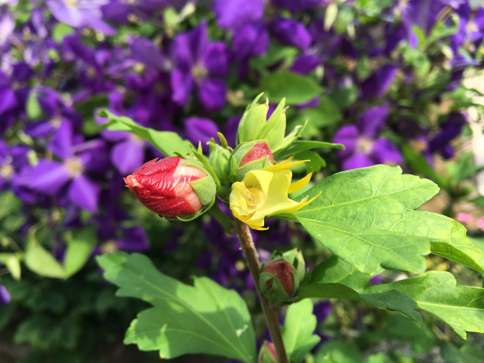 Apple iPhone 6s sample photo. Flower, hibiscus, pink photography