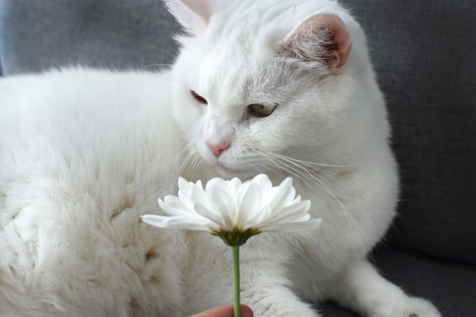 Nikon D3400 sample photo. White, cat, flower photography