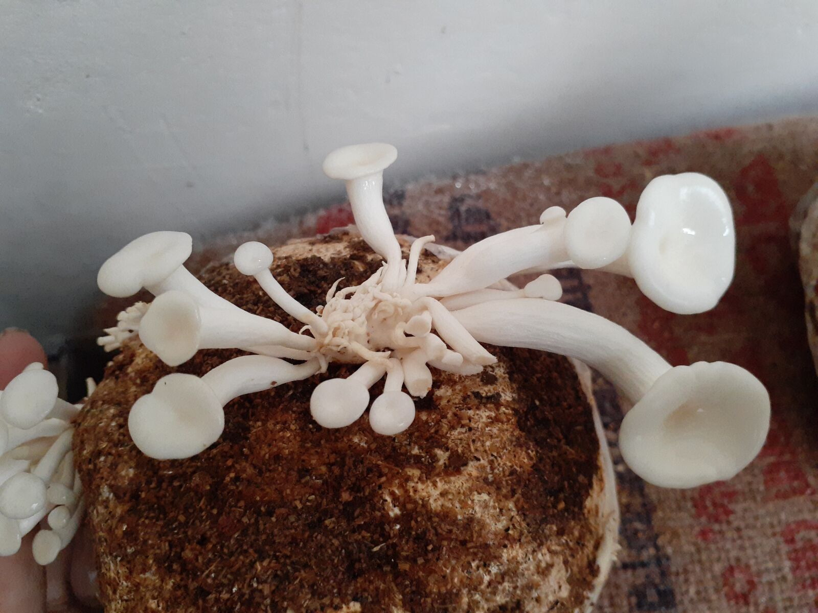 Samsung Galaxy A20 sample photo. Mushroom, cultivation, edible photography