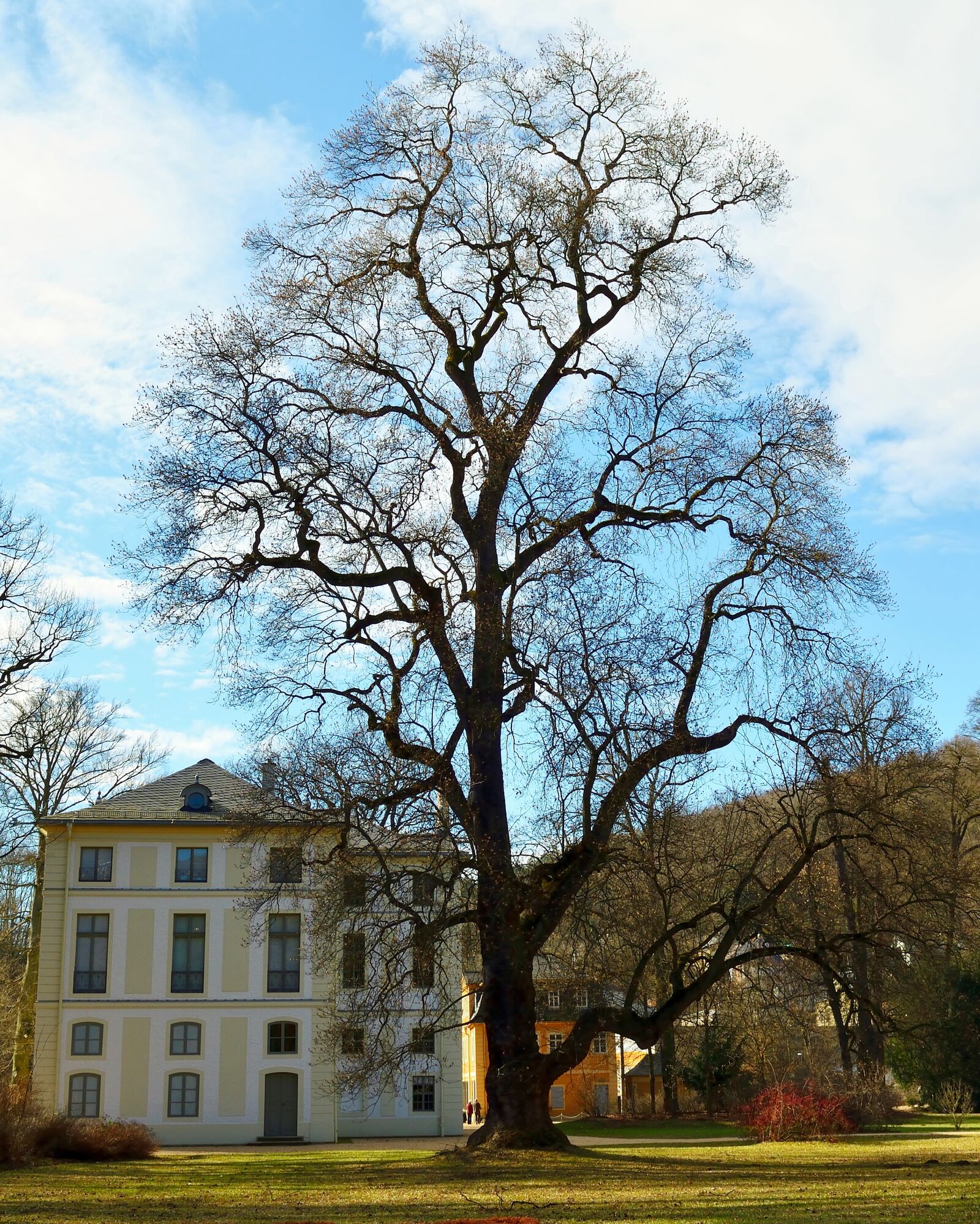Nikon D5200 sample photo. Tree, wood, greizer park photography