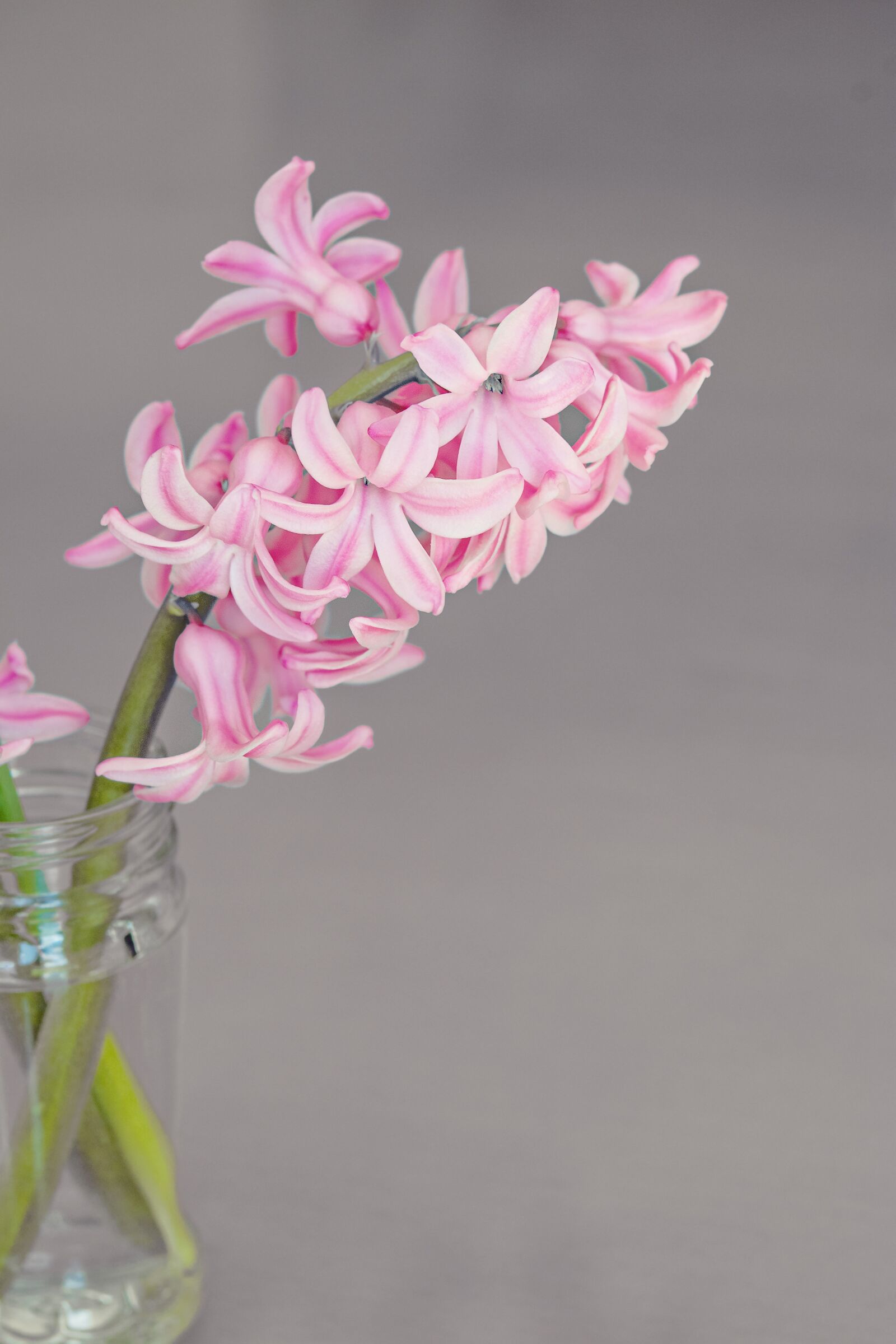 Nikon D7100 sample photo. Hyacinth, flower, flowers photography