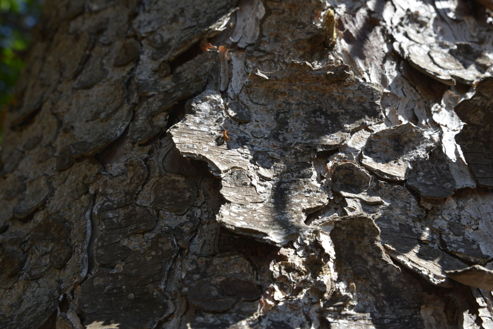 Nikon D800 sample photo