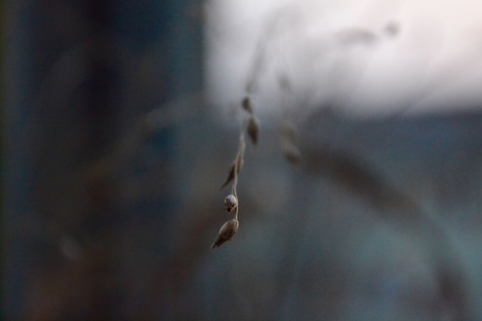 Nikon D3100 sample photo. Blur, leaf, nature photography