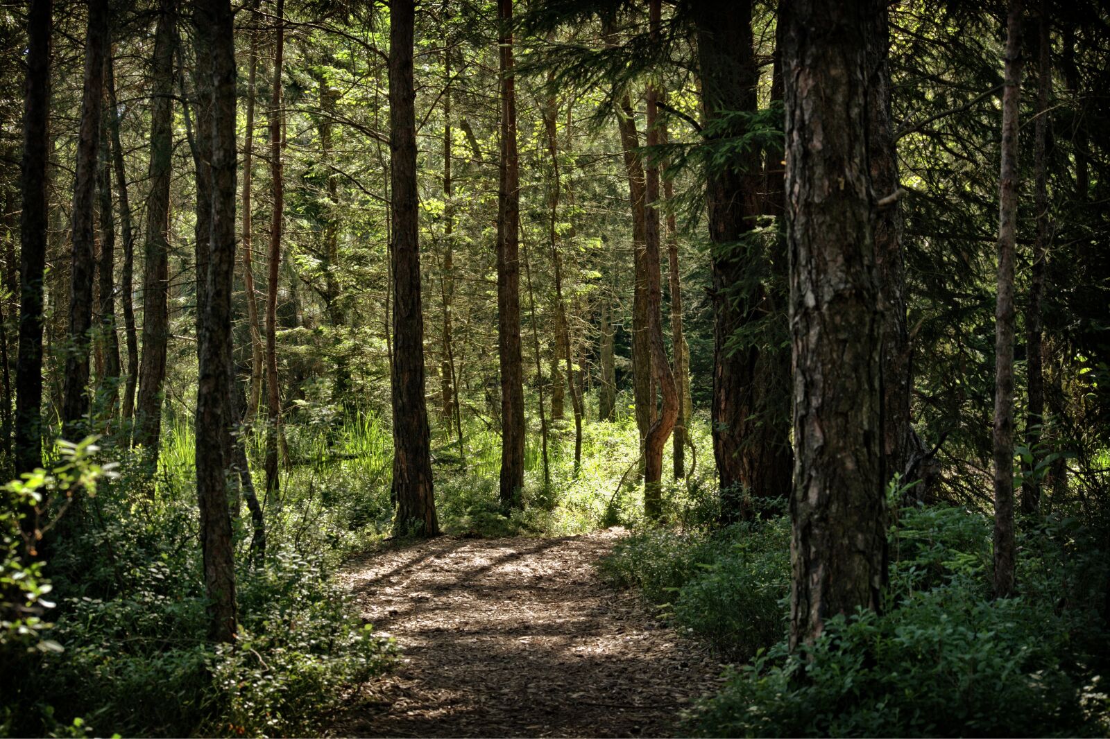 55.0-200.0mm f/4.0-f/5.6 sample photo. Pine forest, forest, pine photography