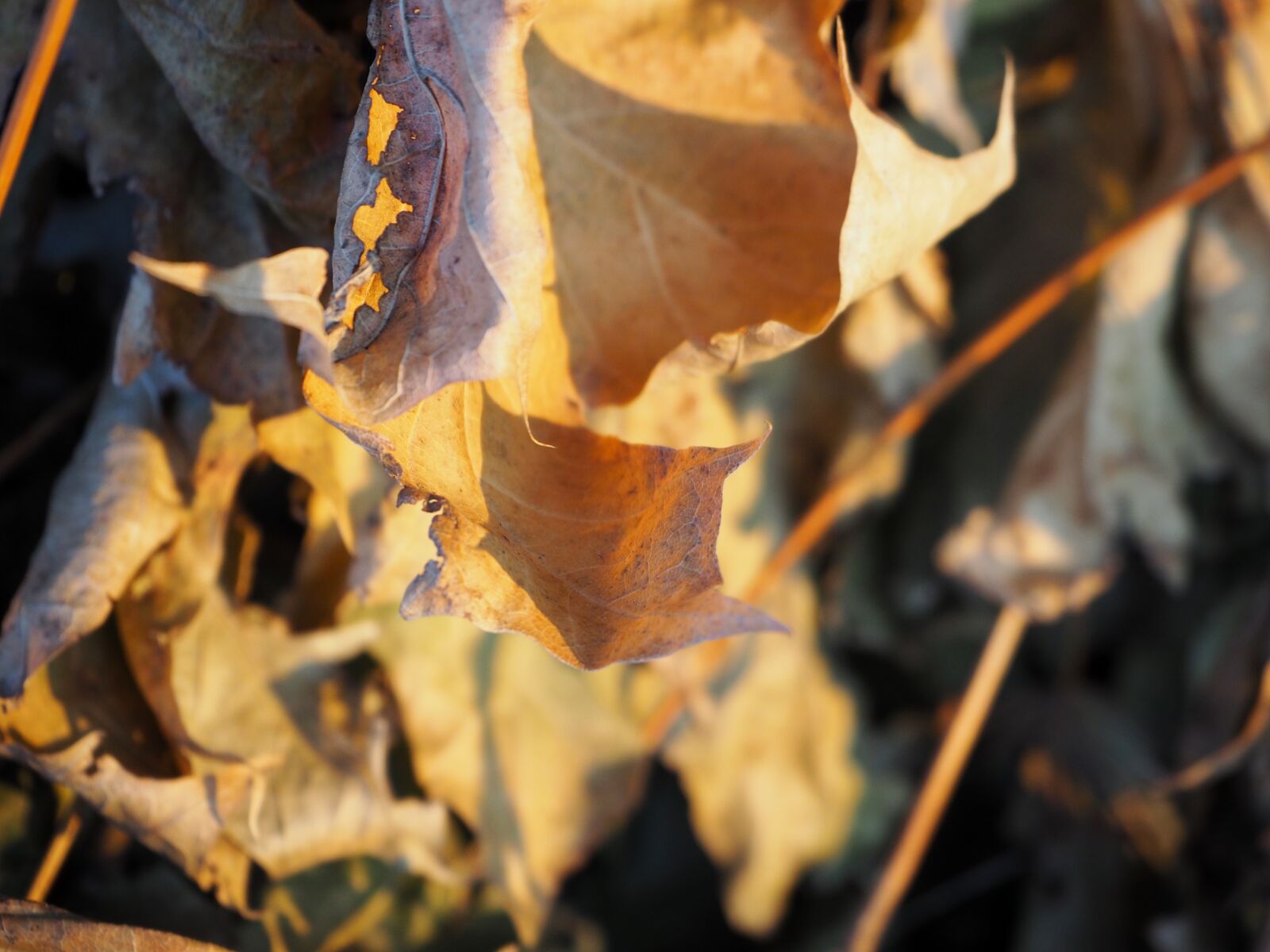 Olympus OM-D E-M10 sample photo. Leaf, leaves, autumn photography