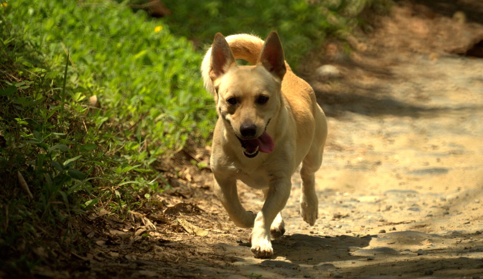 Sony SLT-A58 sample photo. Nature, dog, pet photography