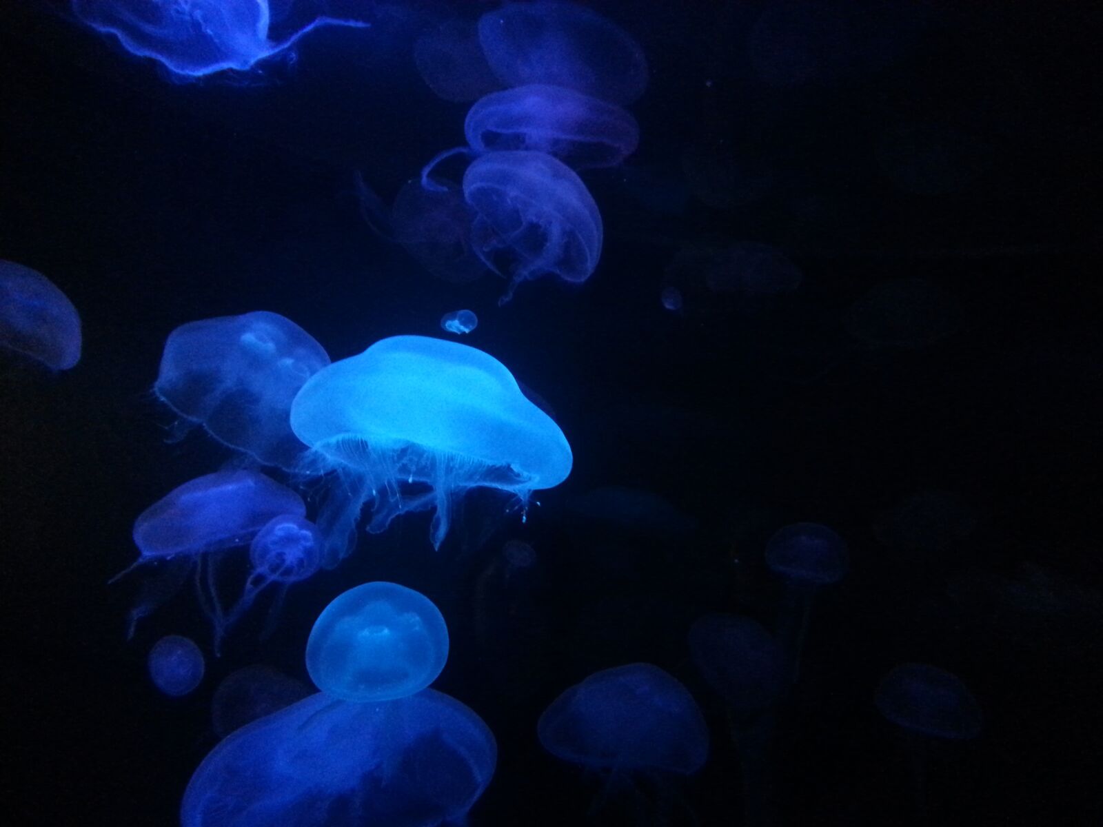 Samsung Galaxy S3 sample photo. Jellyfish, water, blue ocean photography