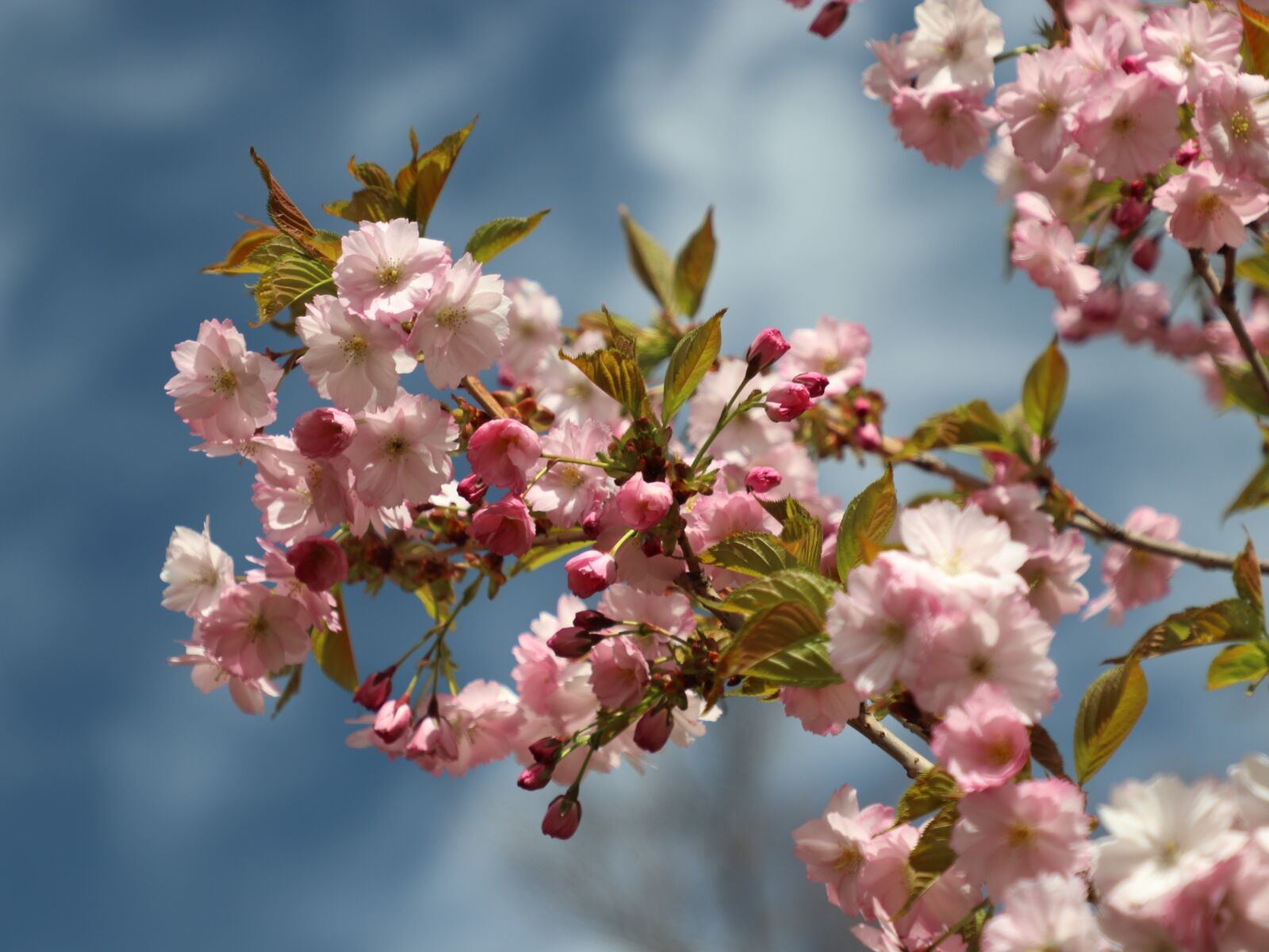 Canon EOS 77D (EOS 9000D / EOS 770D) sample photo. Sakura, spring, bloom photography