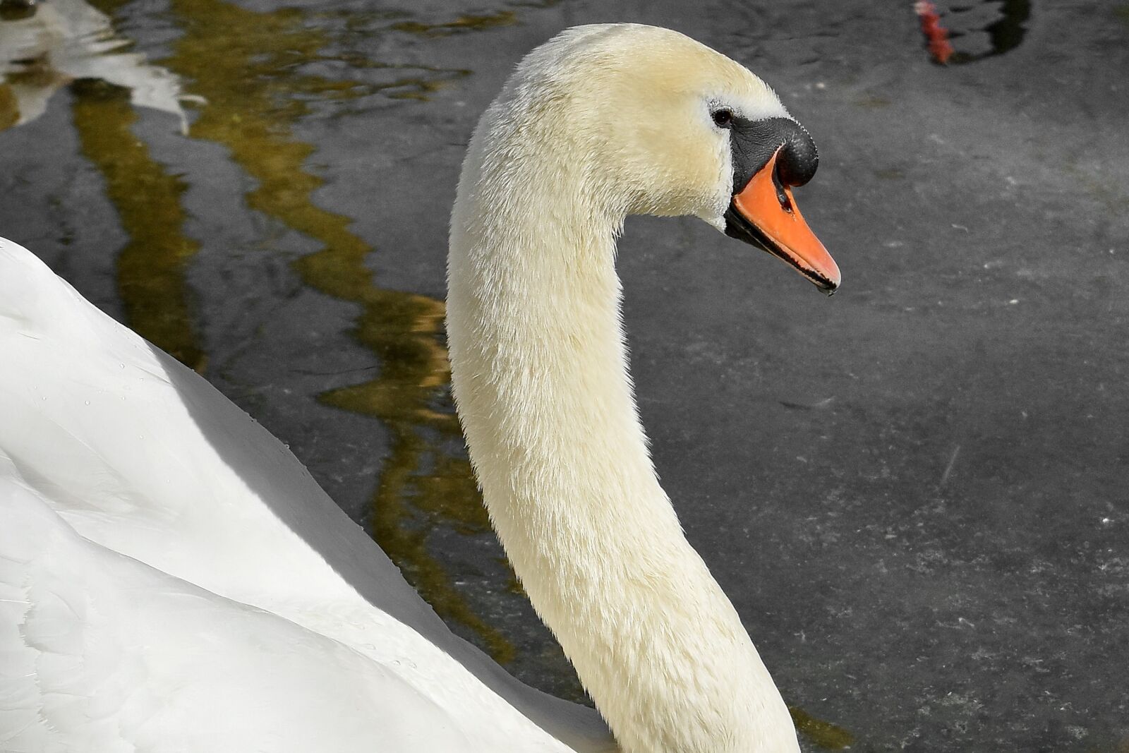 Nikon D5500 sample photo. Head, wildlife, swan, beak photography
