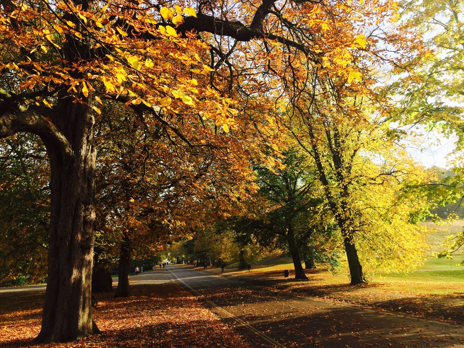 iPhone 5s back camera 4.15mm f/2.2 sample photo. London, park, autumn photography