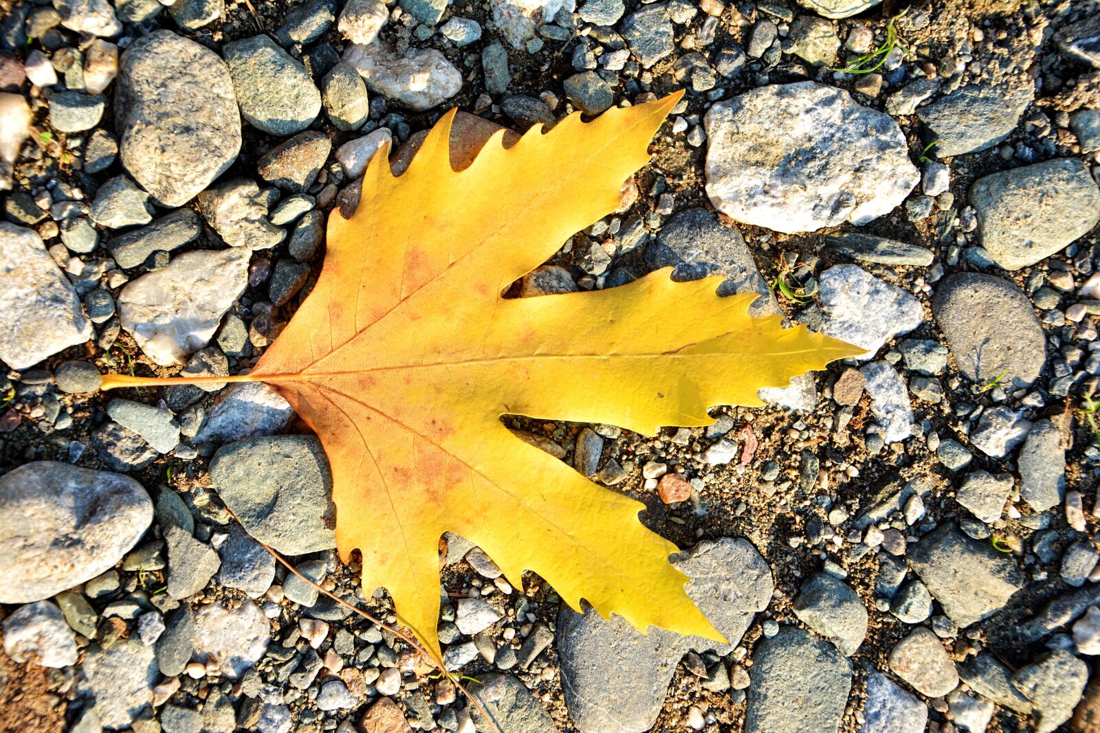 Nikon D7100 sample photo. Autumn, season, nature photography