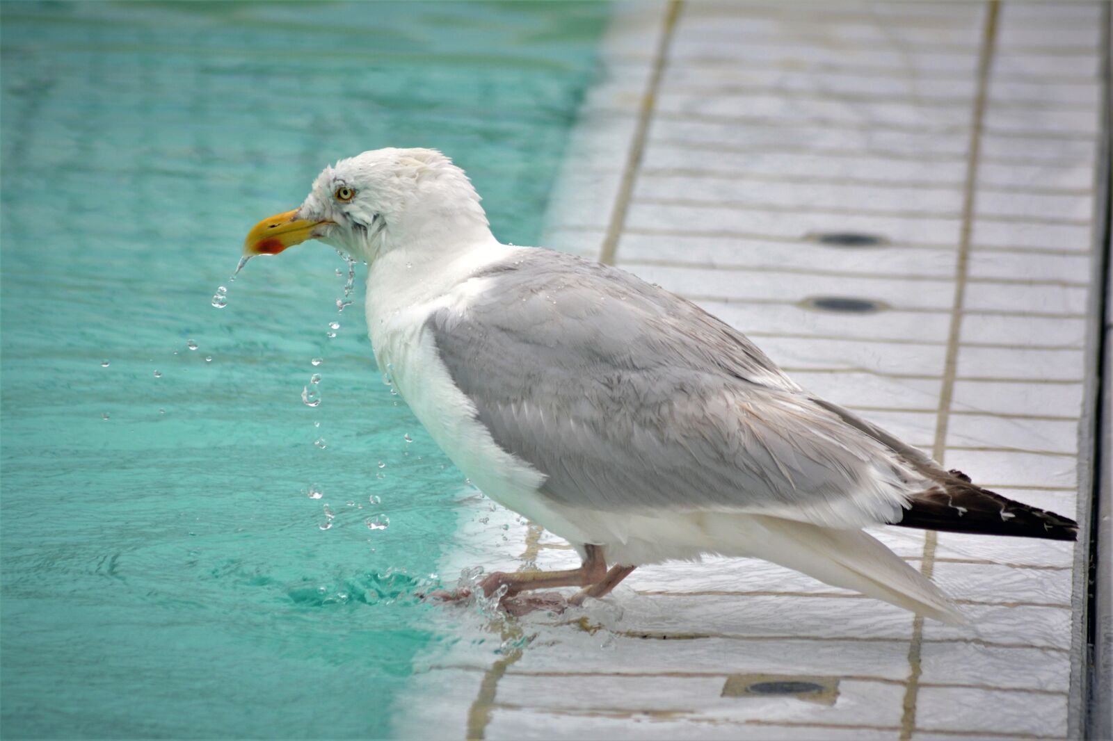 Nikon D5200 sample photo. Seagull, close up, water photography