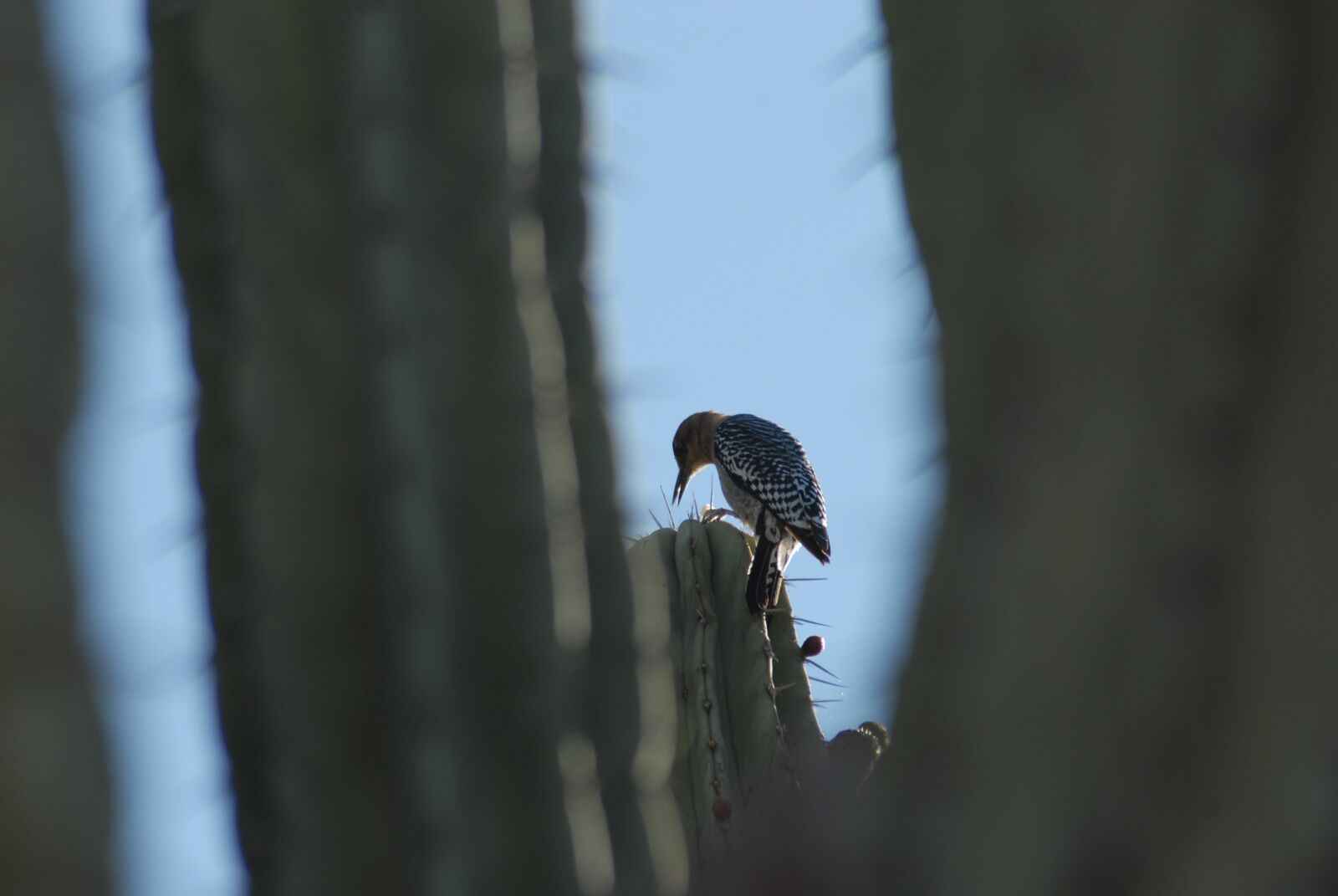 Nikon D200 sample photo. Chito, nature, bird photography