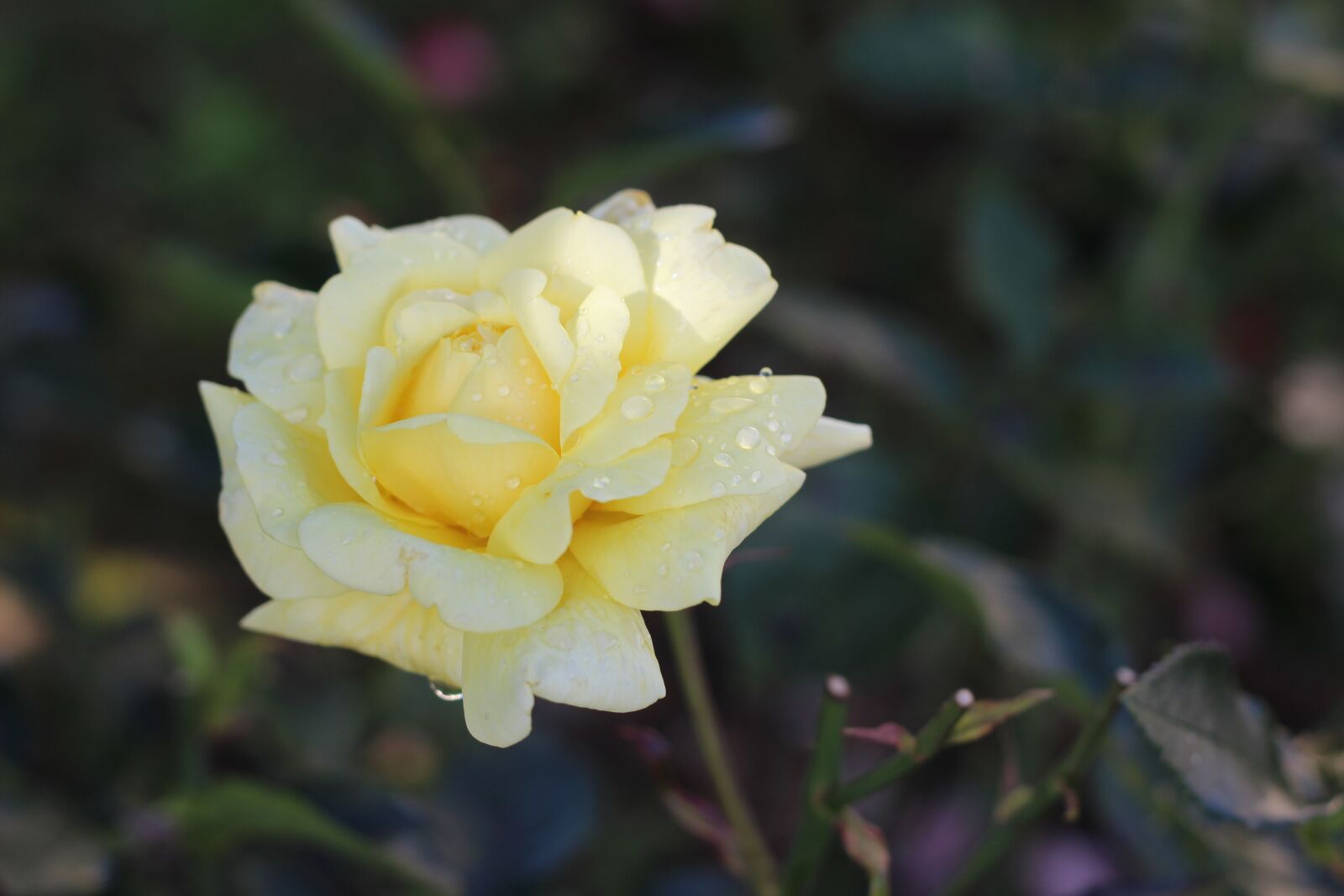 Canon EOS 600D (Rebel EOS T3i / EOS Kiss X5) + Canon EF 50mm F1.8 II sample photo. Flower, nature, plant photography