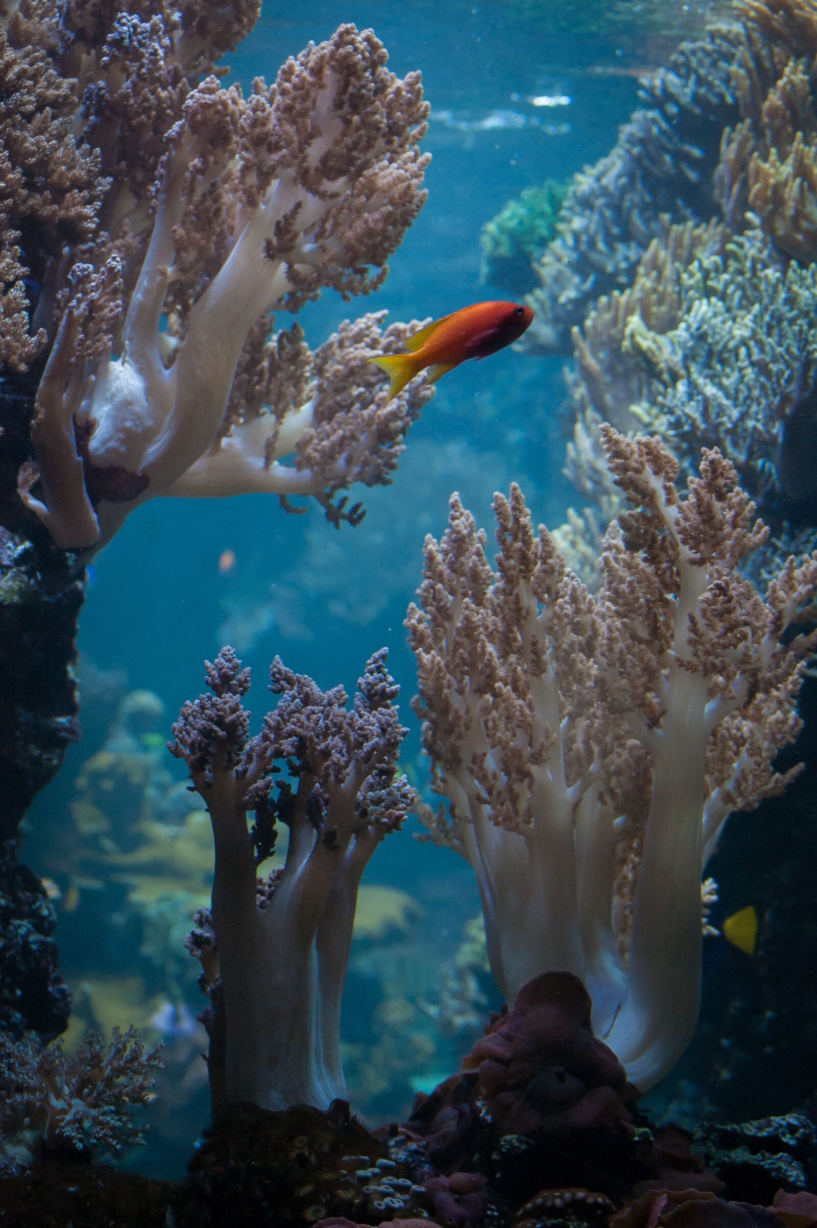 Nikon D40 sample photo. Aquarium, salt, fish photography