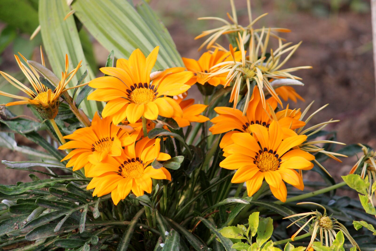 Canon EOS 700D (EOS Rebel T5i / EOS Kiss X7i) sample photo. Nature, flora, flower photography