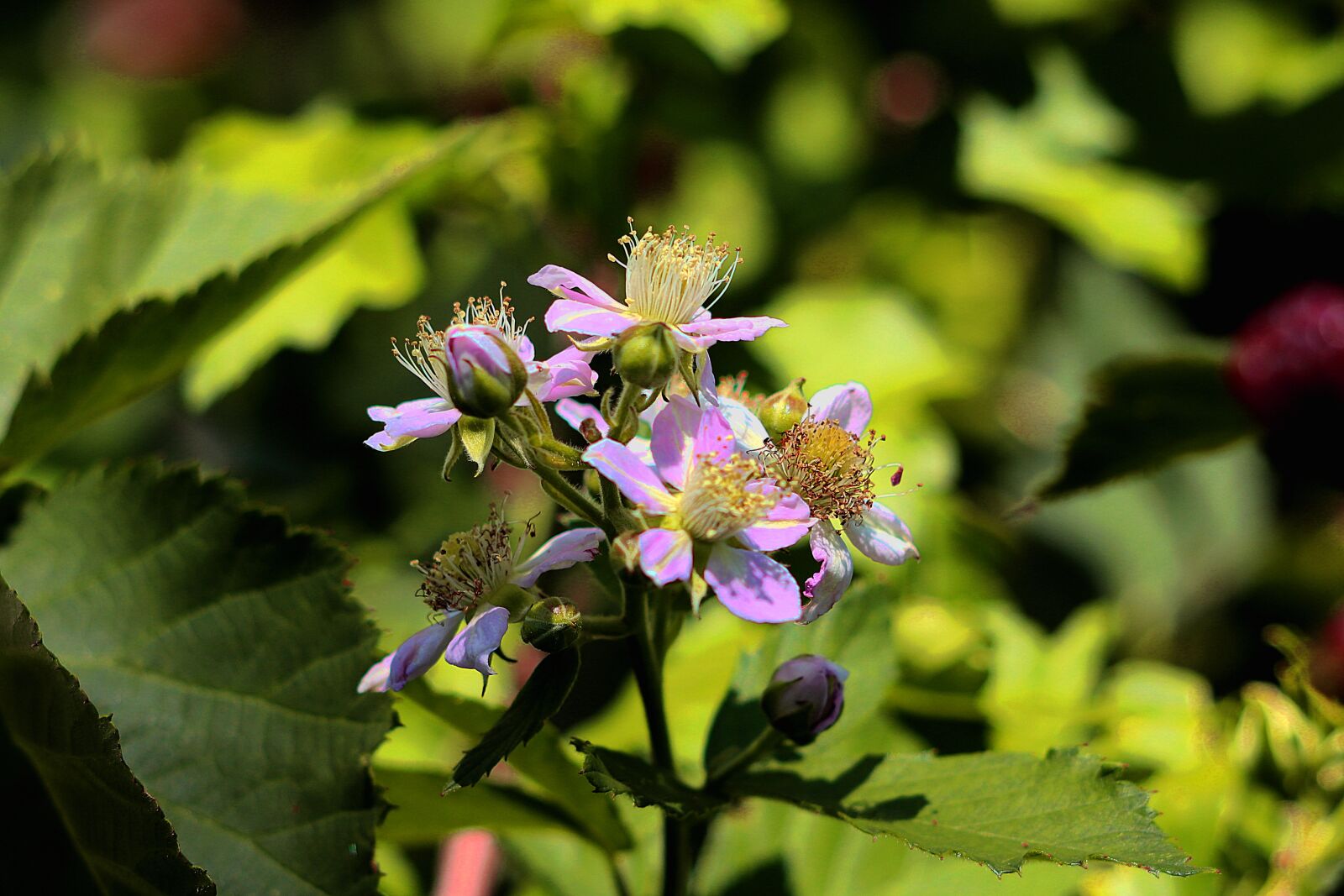 Canon EOS 77D (EOS 9000D / EOS 770D) sample photo. Bramble, blackberry, blossom photography