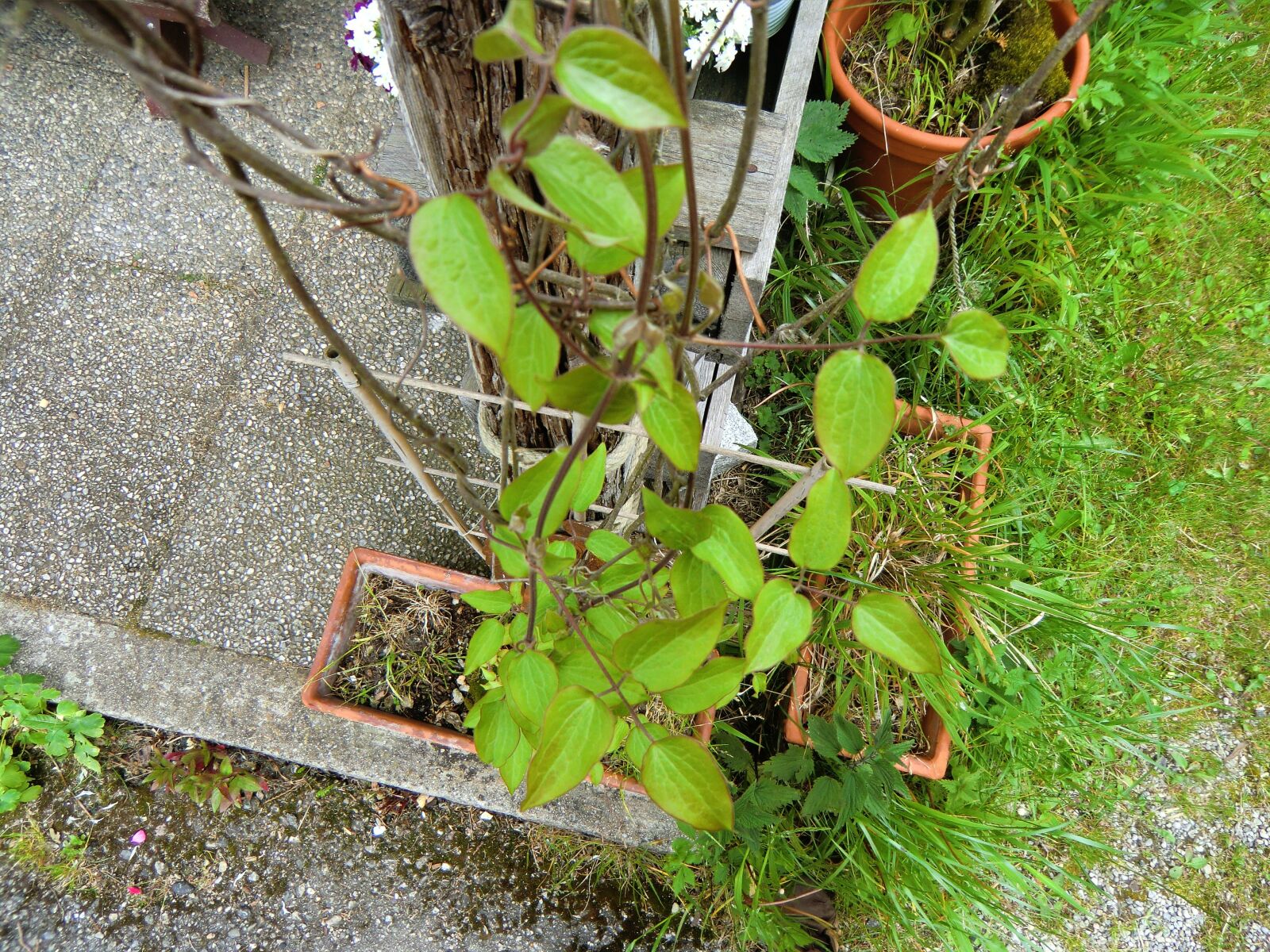 CASIO EX-H15 sample photo. Tender, plant, leaves photography