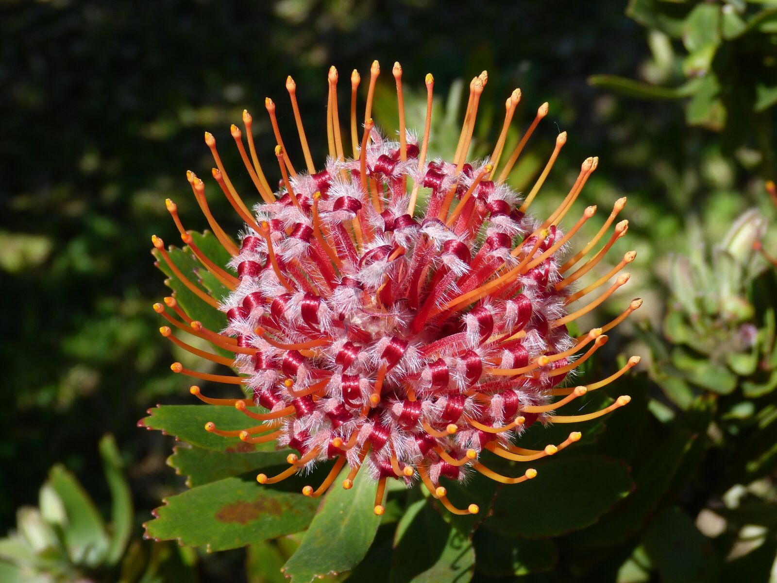 Panasonic Lumix DMC-FZ150 sample photo. South africa, garden route photography