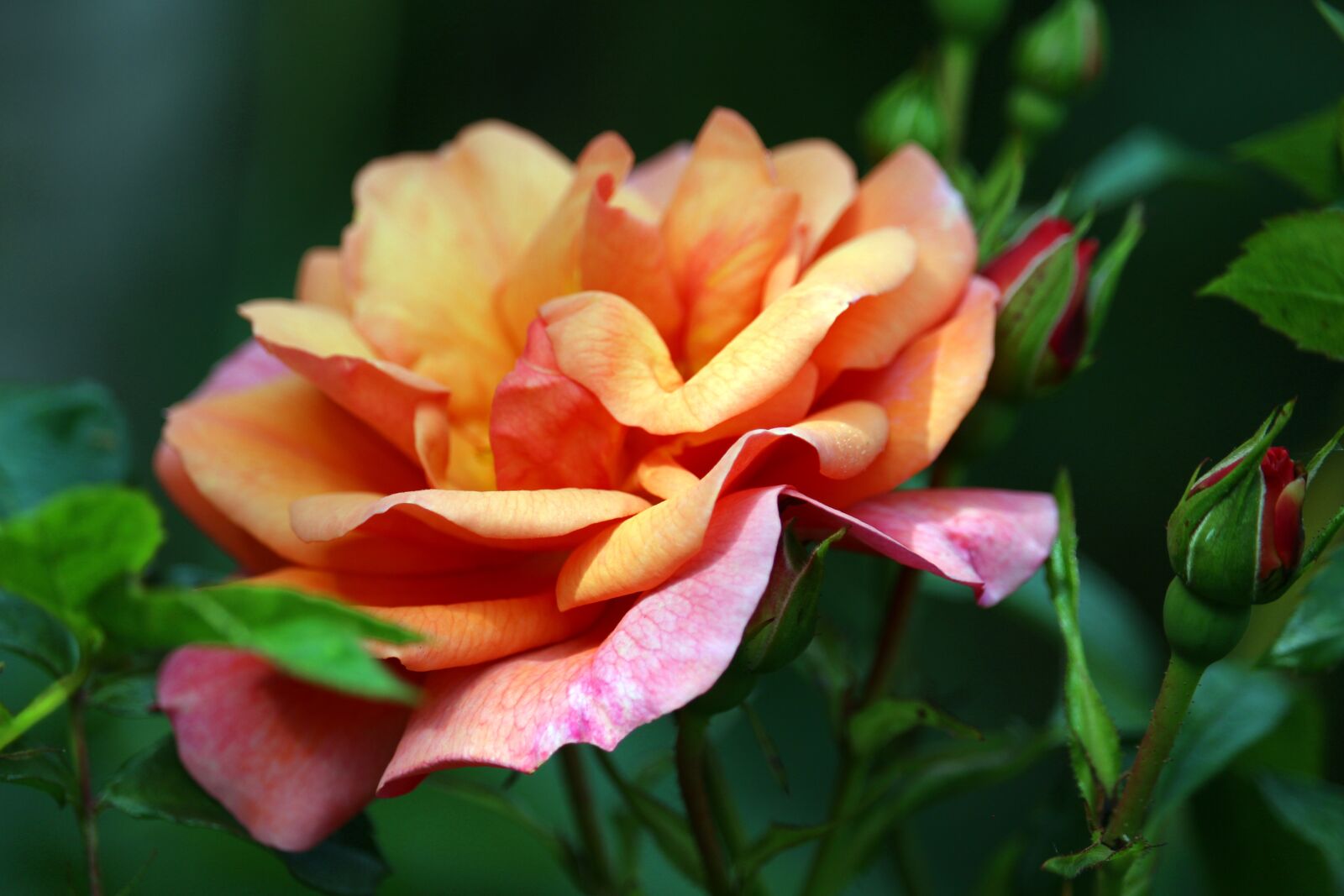 Canon EF-S 55-250mm F4-5.6 IS STM sample photo. Rose, blossom, bloom photography