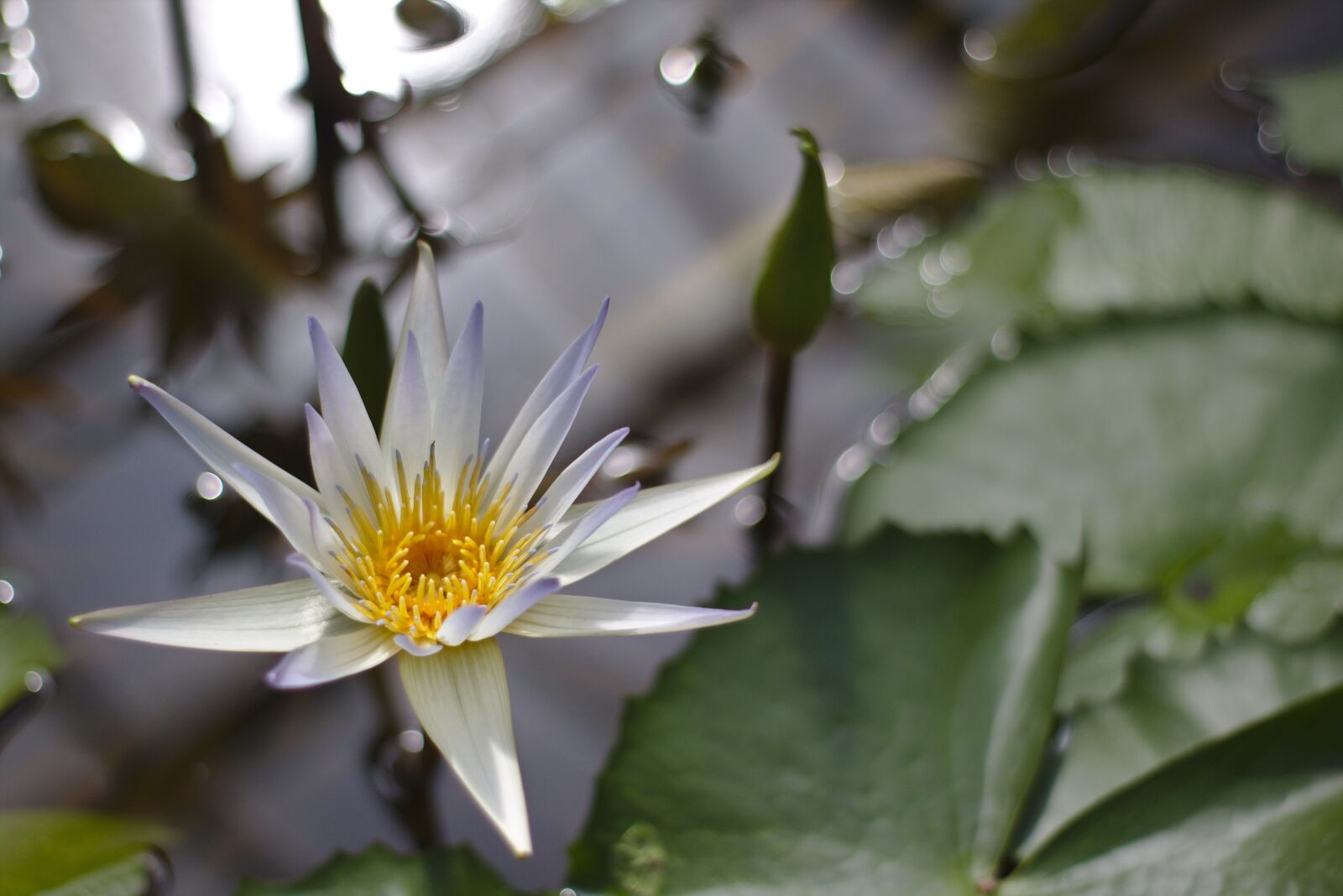 Canon EOS 750D (EOS Rebel T6i / EOS Kiss X8i) sample photo. Teichrose, lily, pond photography