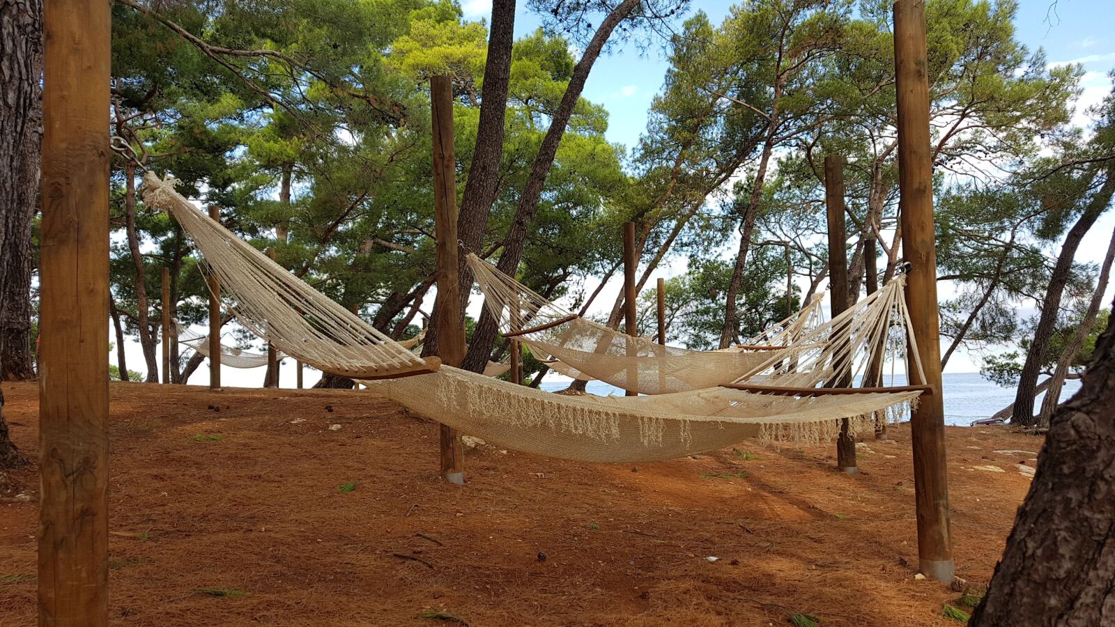 Samsung Galaxy S7 Edge sample photo. Wood, tree, nature photography