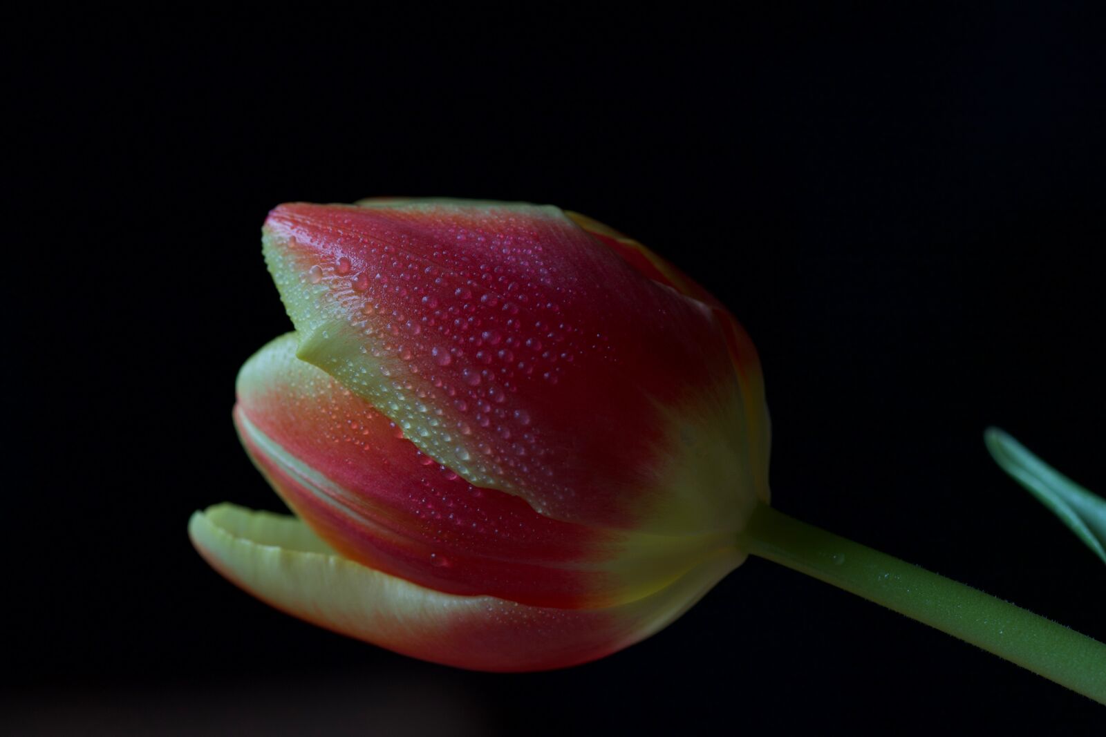 Canon EOS 6D Mark II sample photo. Flower, tulip, pink photography