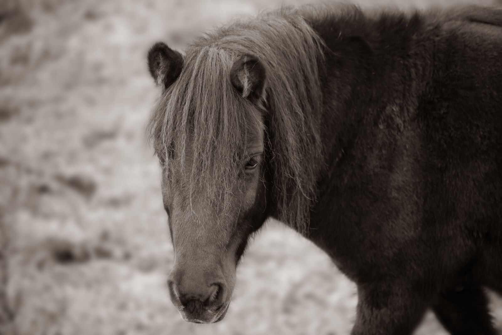 Canon EF 70-300mm F4-5.6 IS USM sample photo. Horse, mammal, animal photography