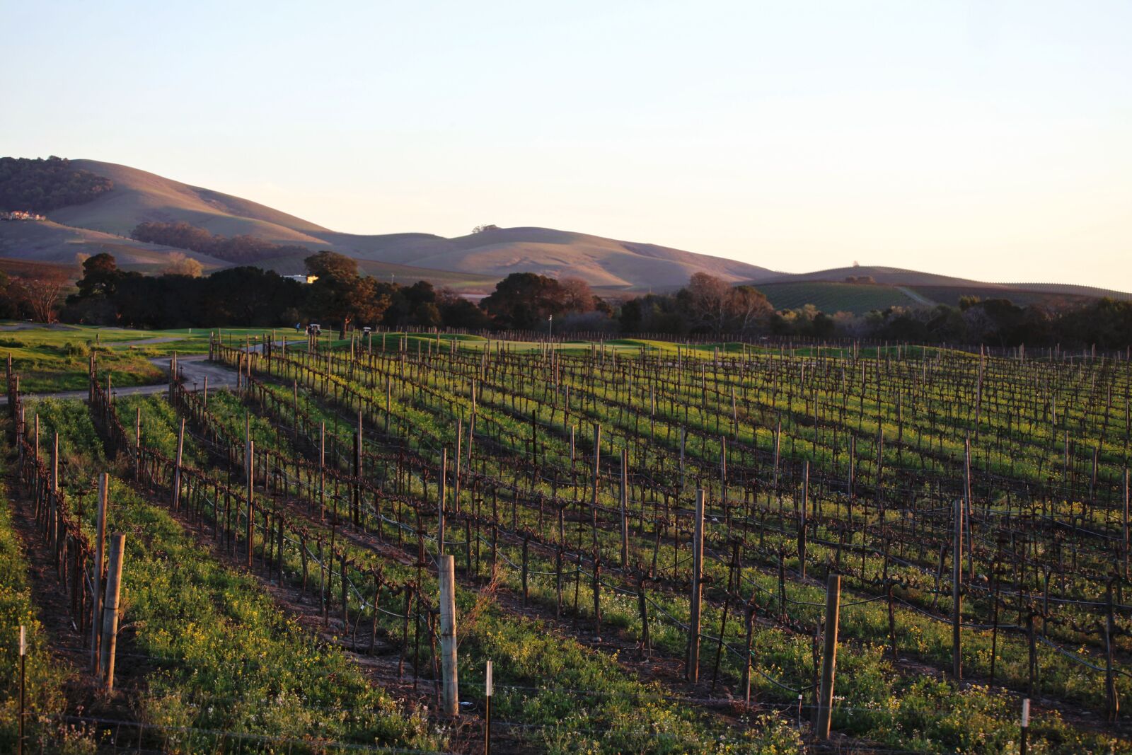 Canon EOS 5D Mark II sample photo. Napa, valley, grapes photography