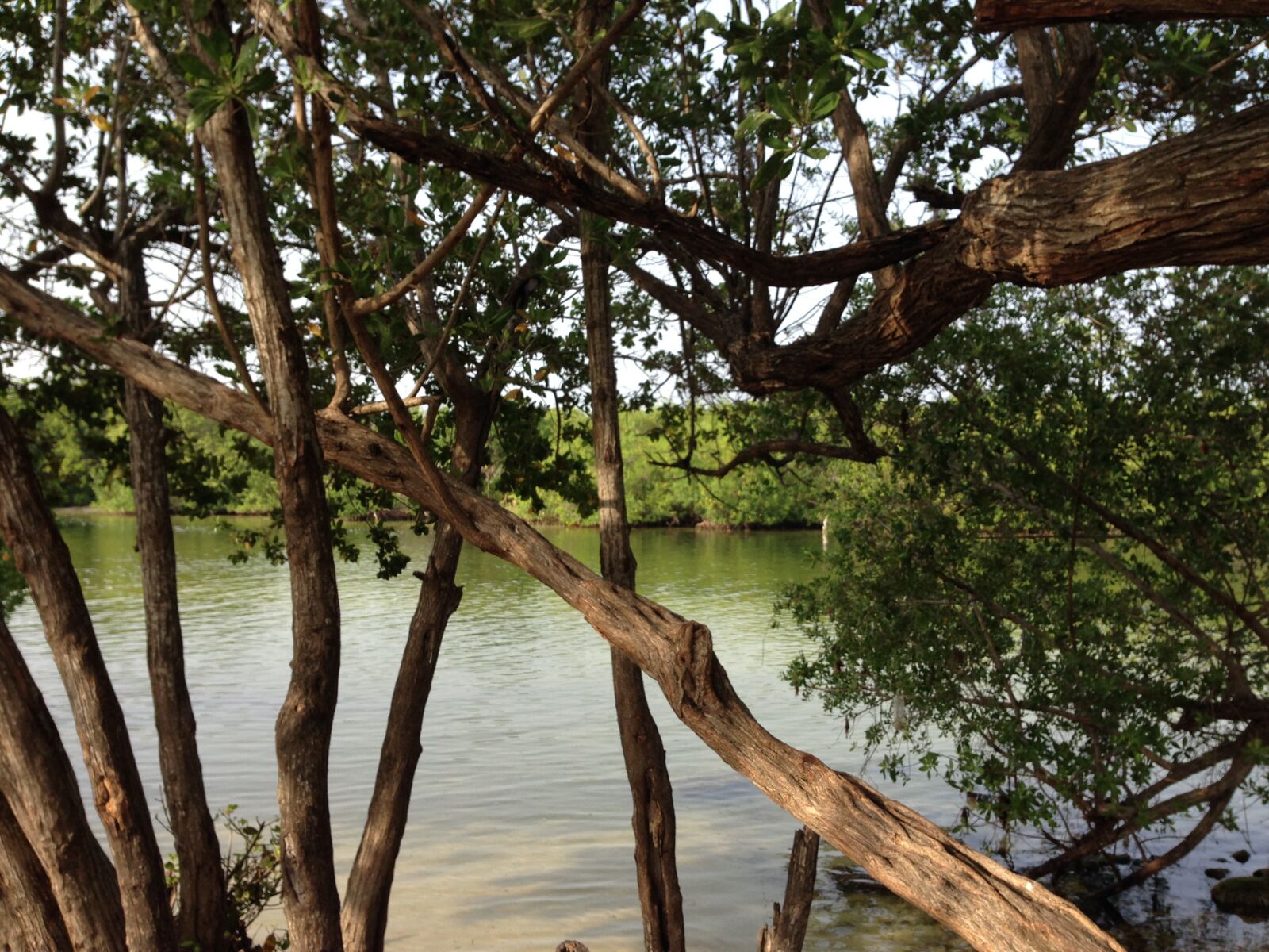 iPhone 5 back camera 4.12mm f/2.4 sample photo. Nature, mexico, cancun photography