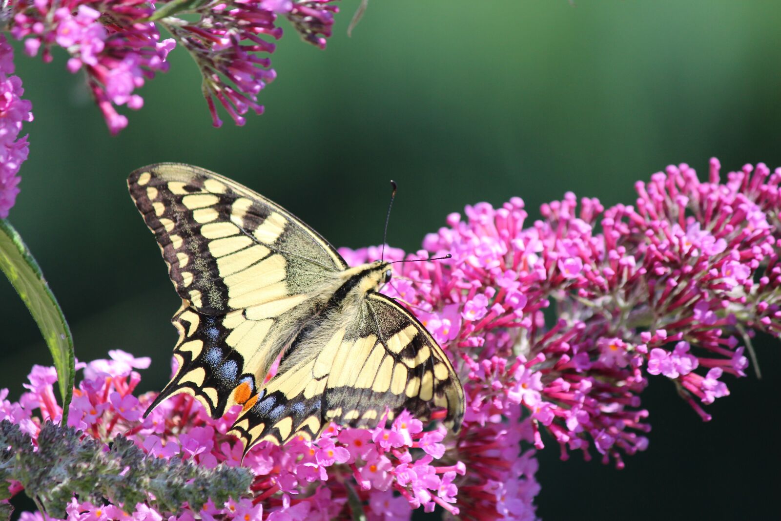 Canon EOS 600D (Rebel EOS T3i / EOS Kiss X5) sample photo. Dovetail, butterfly, nature photography