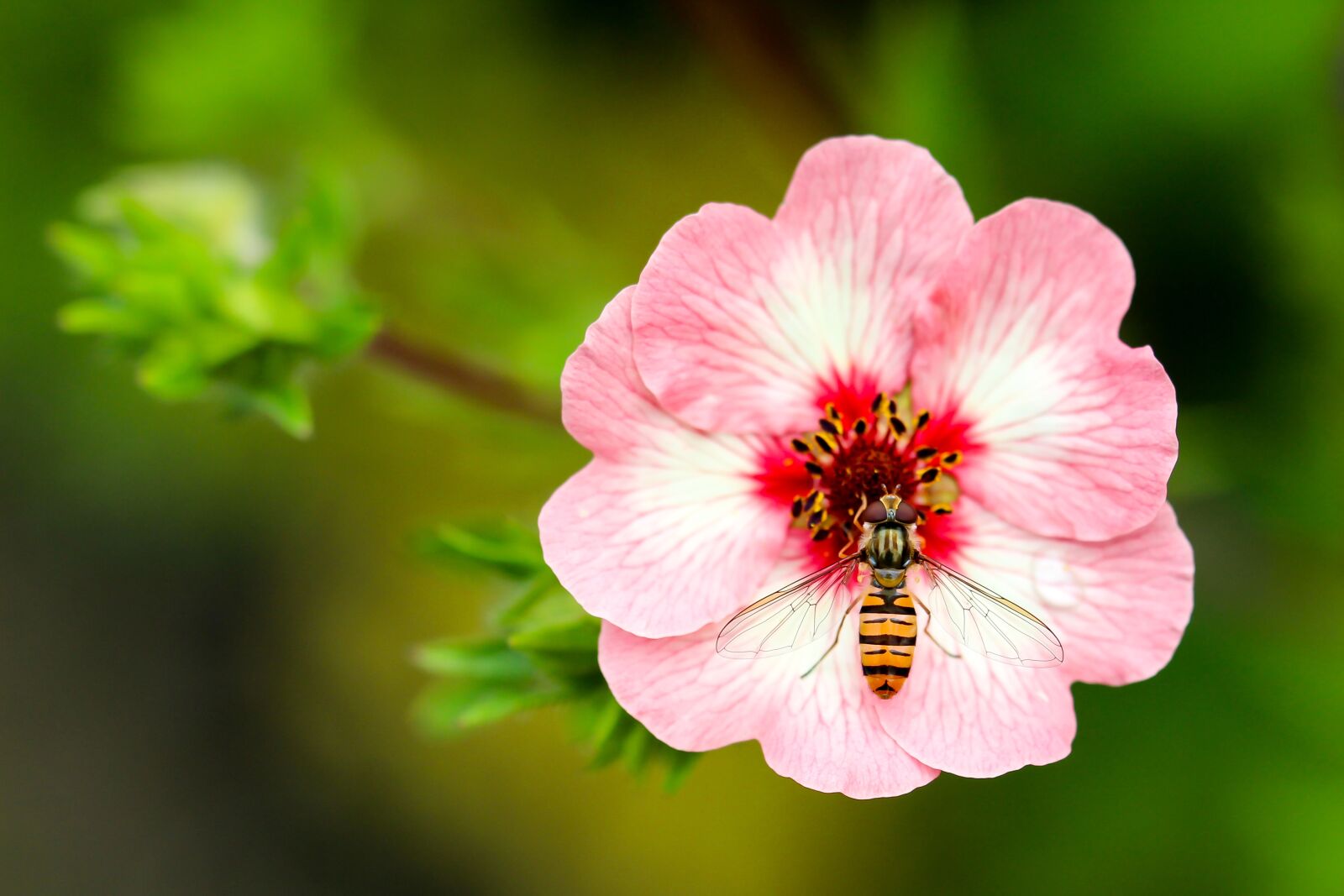 Canon EOS 700D (EOS Rebel T5i / EOS Kiss X7i) sample photo. Wasp, flower, close up photography