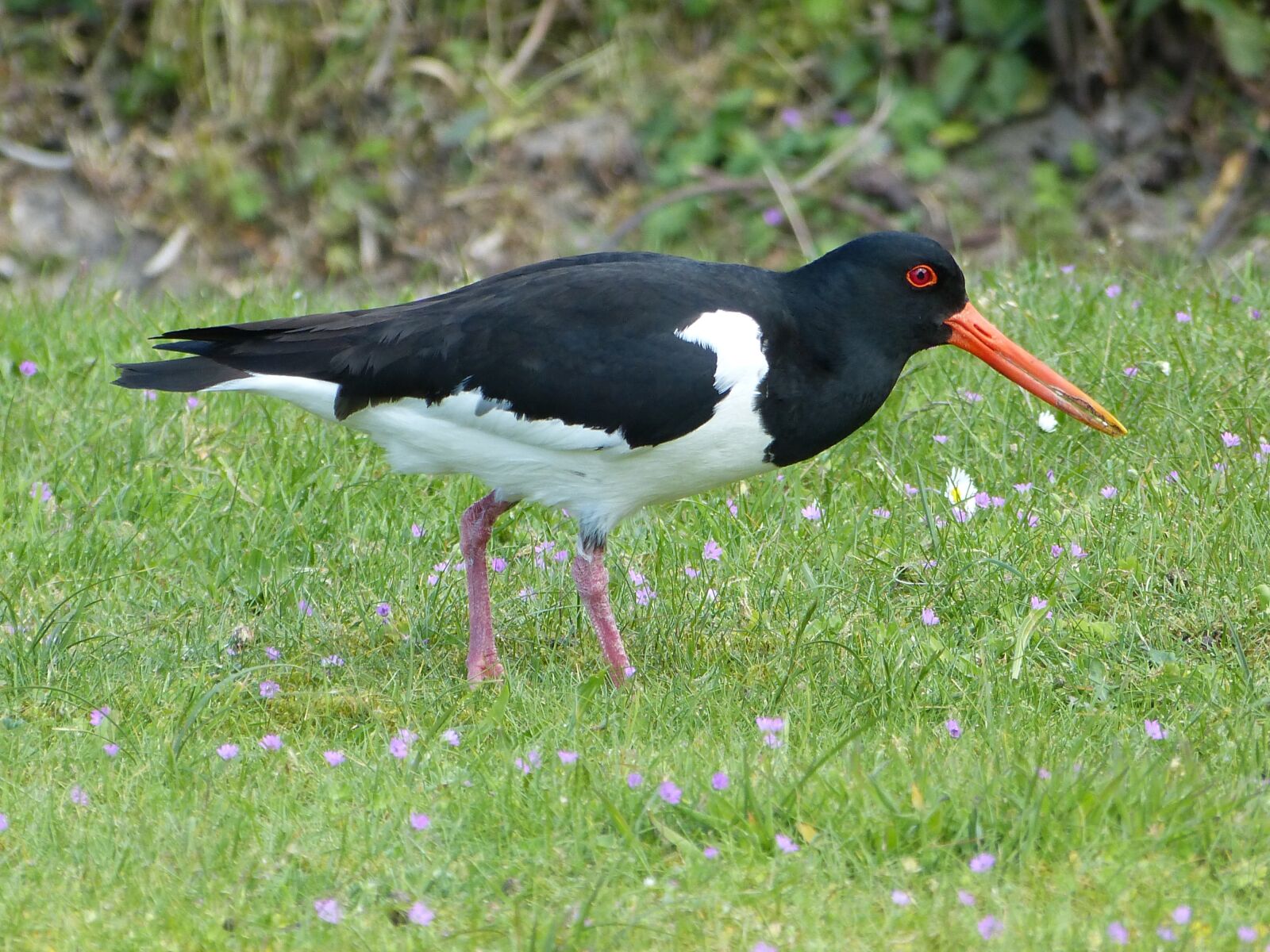 Panasonic Lumix DMC-FZ150 sample photo. Oystercatcher, bird, north sea photography