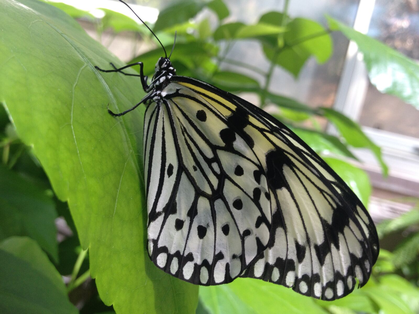 iPhone 4S back camera 4.28mm f/2.4 sample photo. Butterfly, leaf, garden photography