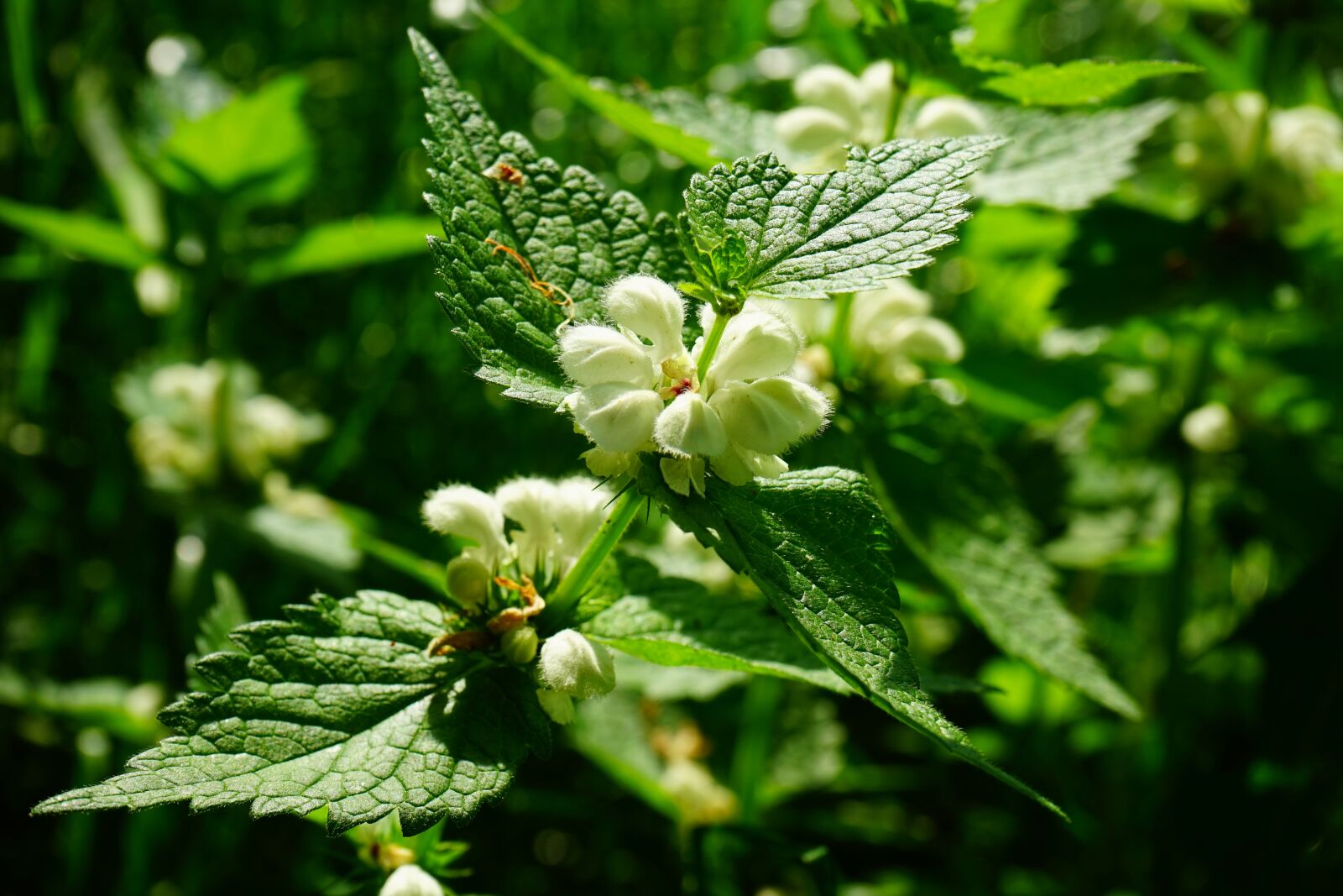 Sony a7 + Sony FE 28-70mm F3.5-5.6 OSS sample photo. White deadnettle, dead nettle photography