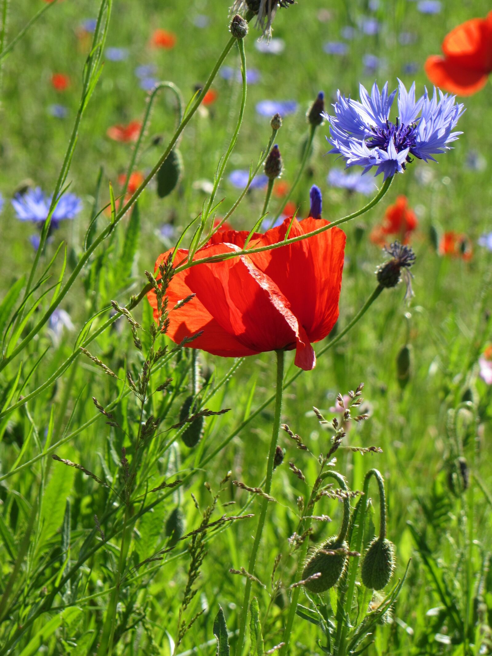 Canon PowerShot SX230 HS sample photo. Poppy, blueberry, country photography