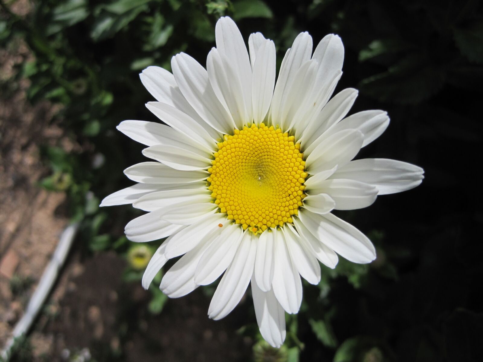 Canon PowerShot SD1200 IS (Digital IXUS 95 IS / IXY Digital 110 IS) sample photo. Daisy, flower, plant photography