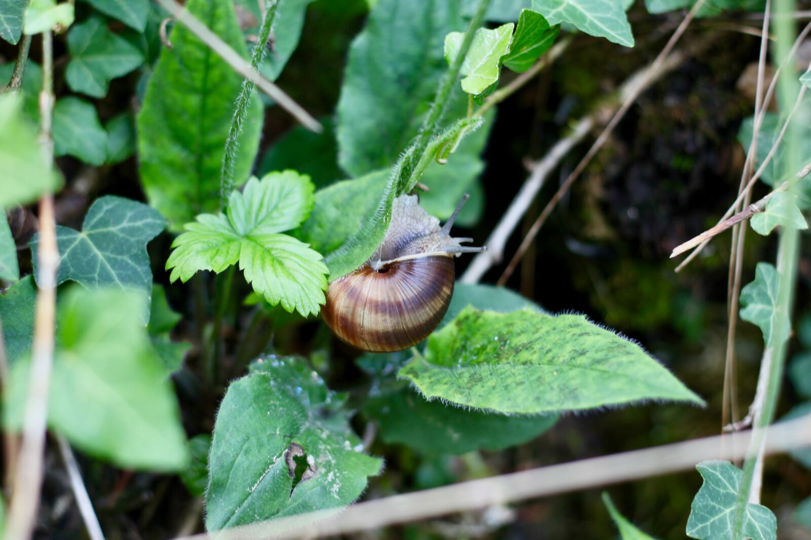 Canon EOS 5D Mark II sample photo. Snail, shell, green photography