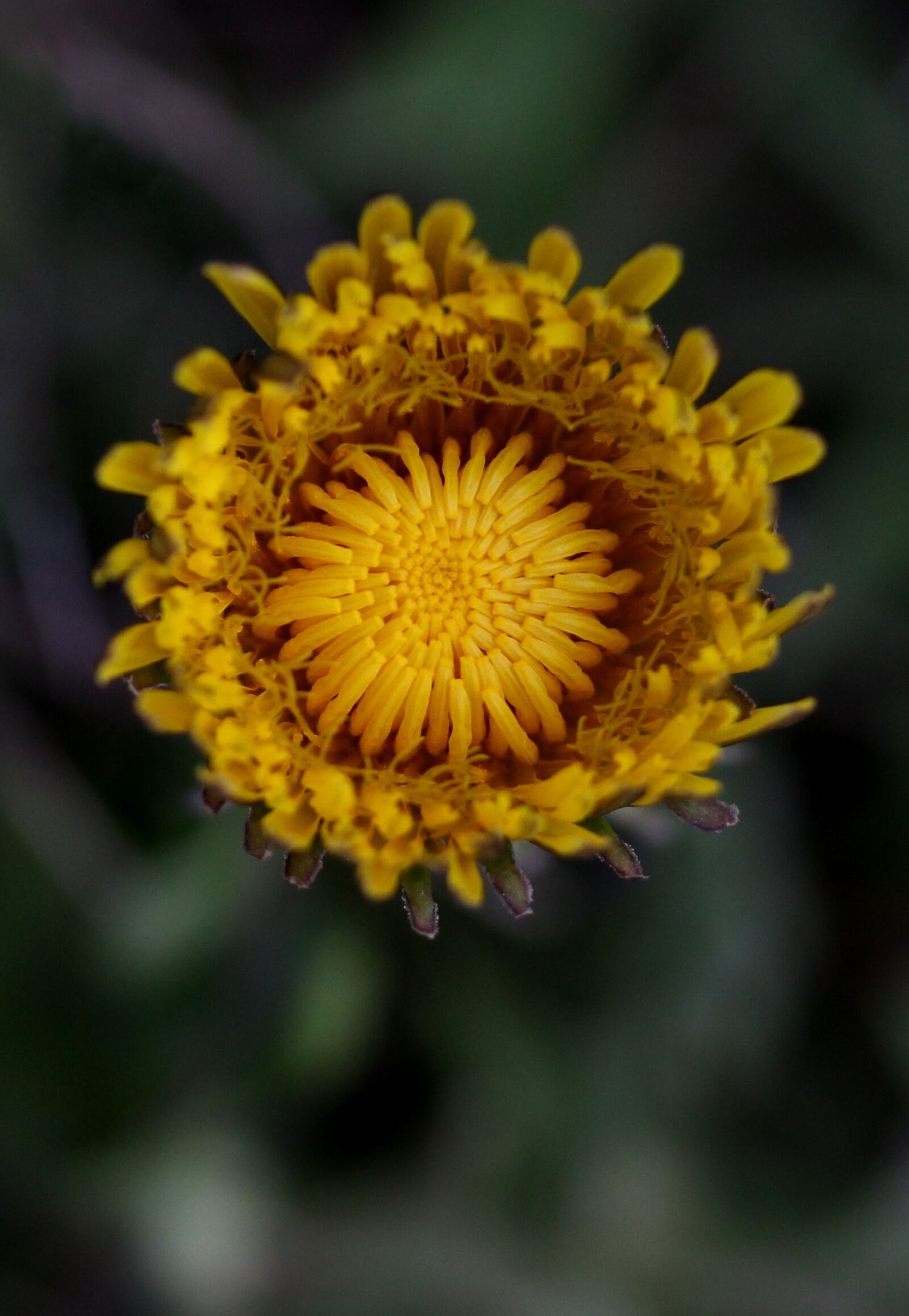 Canon EF-S 60mm F2.8 Macro USM sample photo. Dandelion, yellow, flower photography