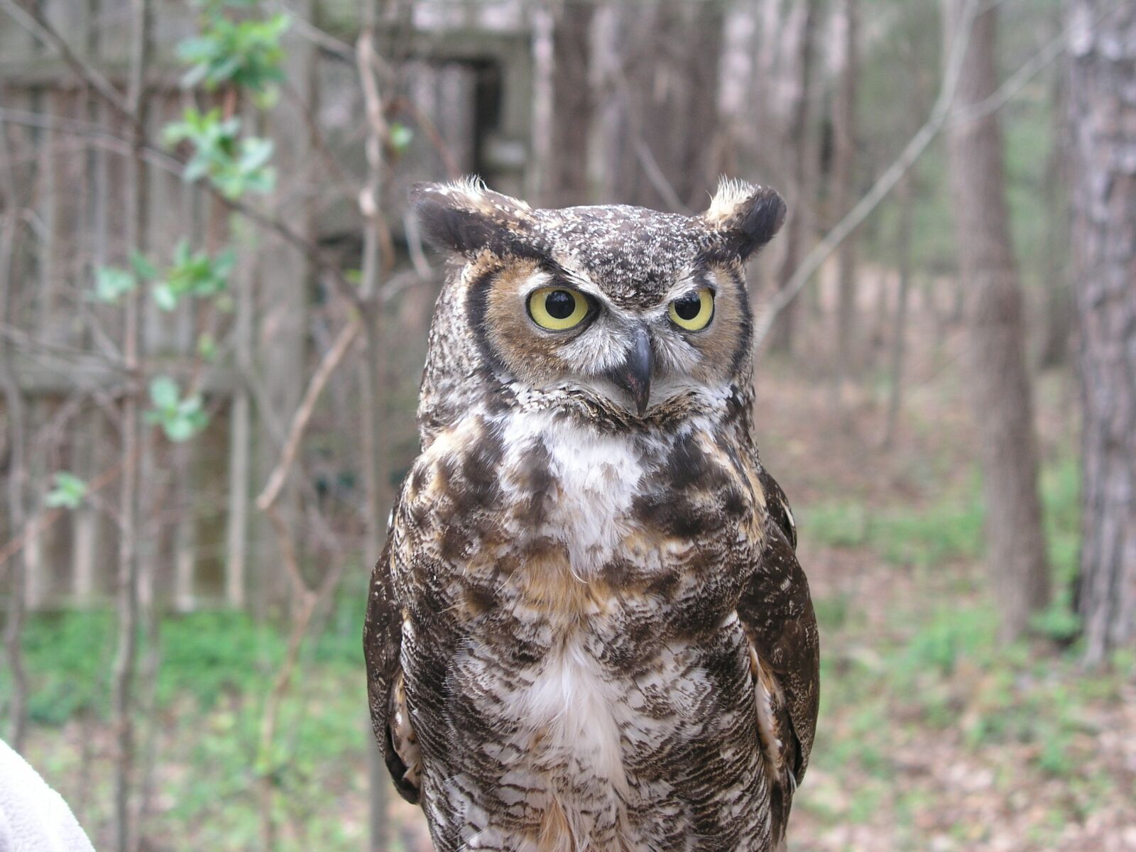 Olympus C5050Z sample photo. Owl, bird, animal photography