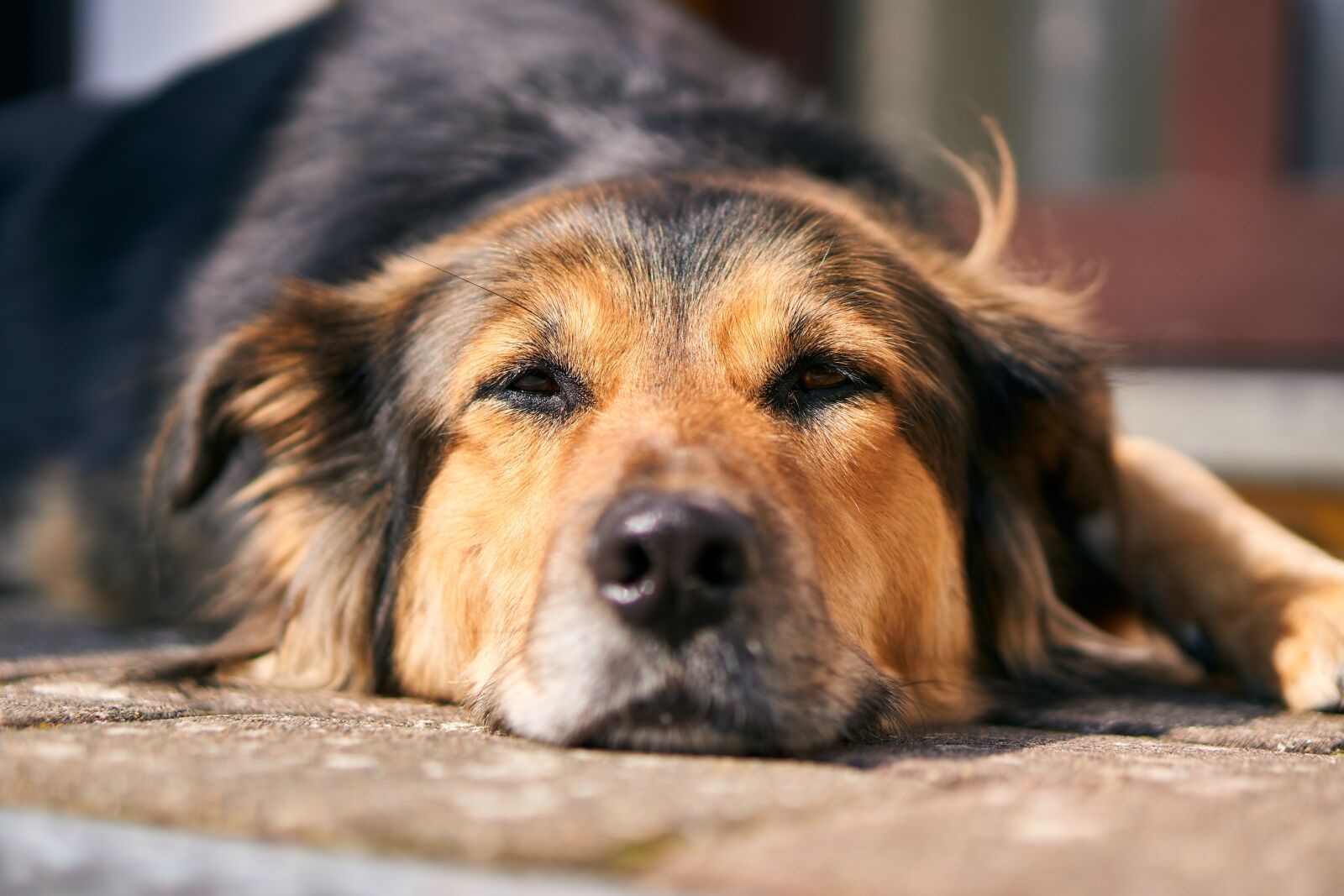 Sony E 50mm F1.8 OSS sample photo. Dog, nose, close up photography