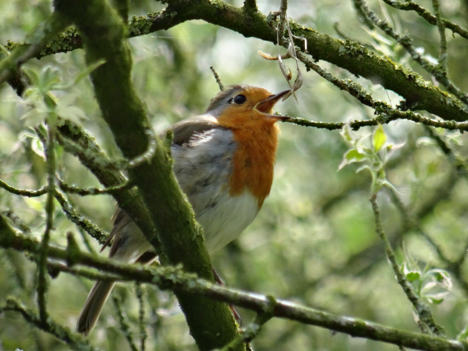 Sony DSC-HX50 sample photo. Robin, singing, nature photography