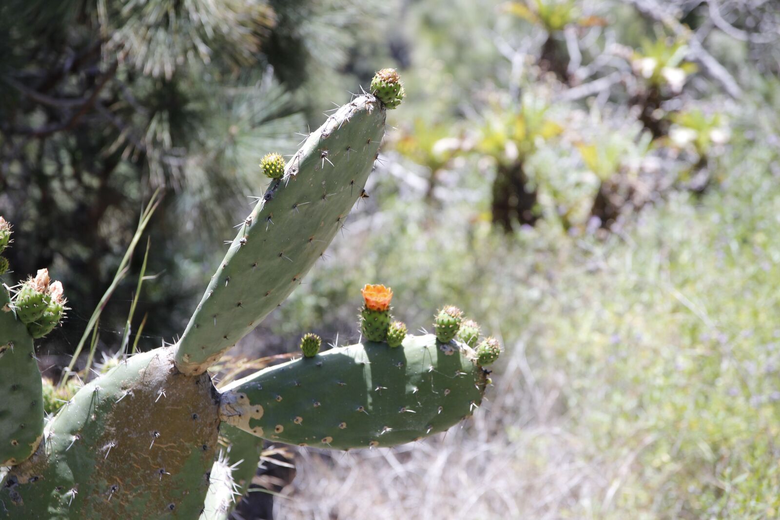 Canon EOS 600D (Rebel EOS T3i / EOS Kiss X5) sample photo. Cactus, out, mexico photography
